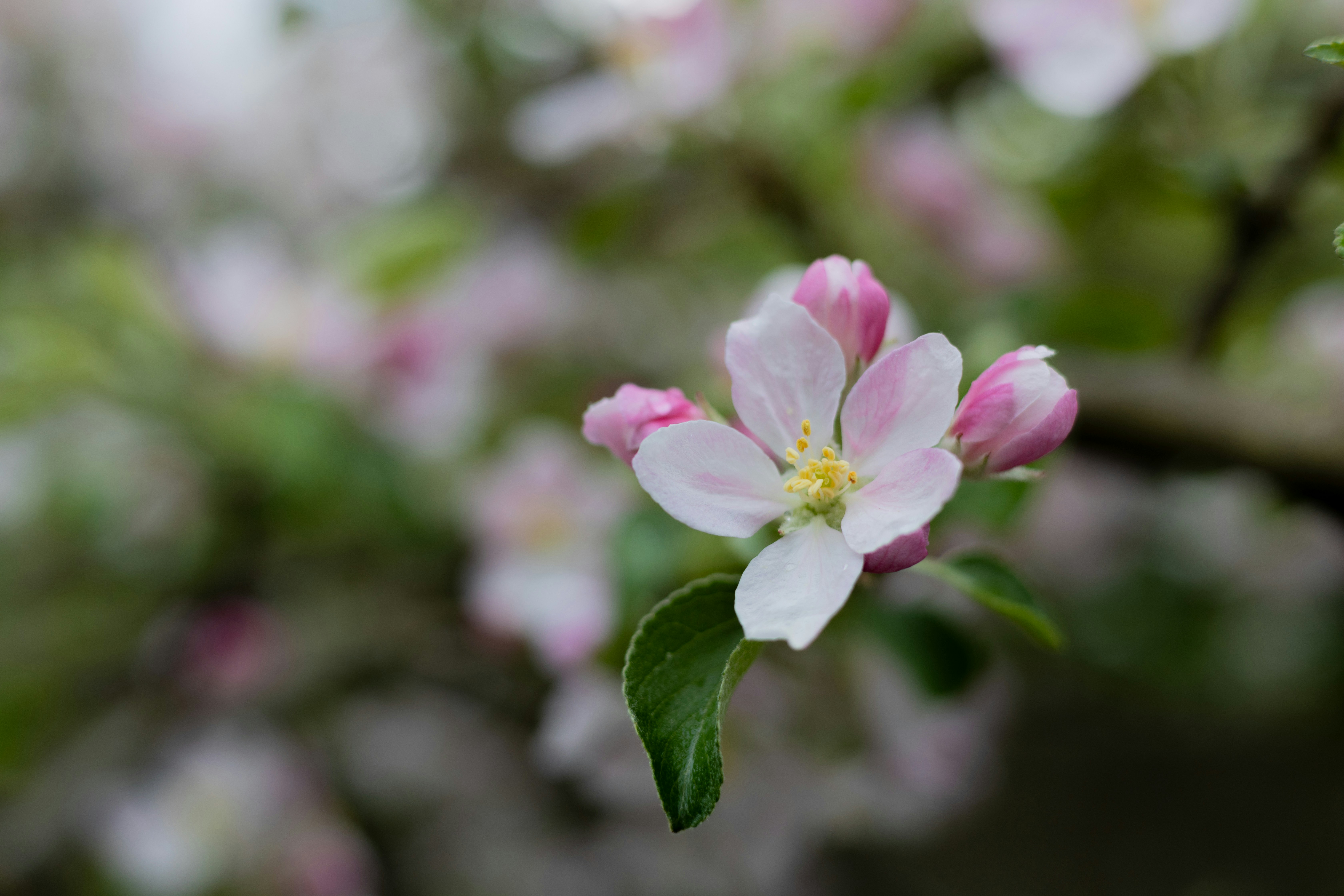 Photo by taylaktictac