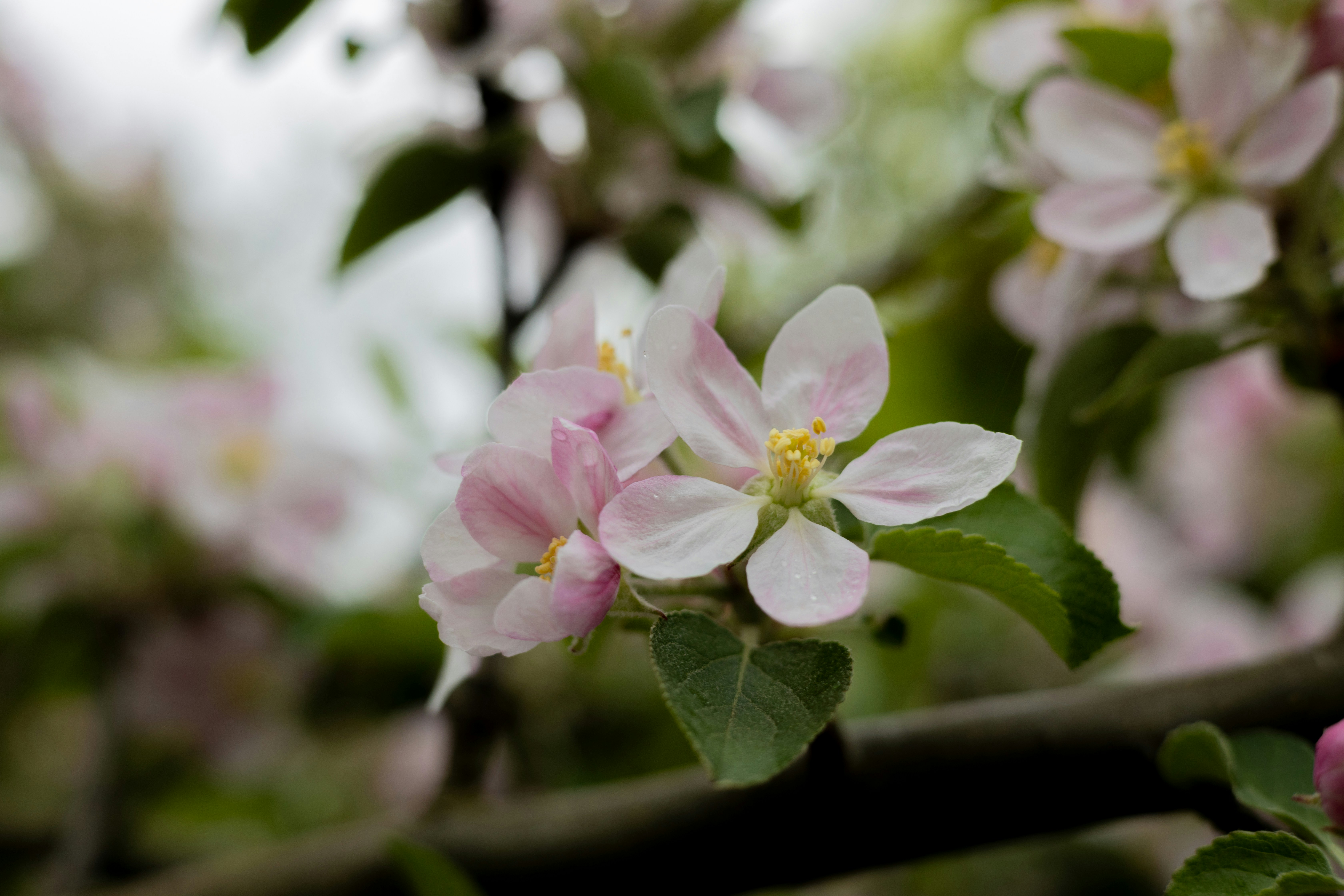 Photo by taylaktictac