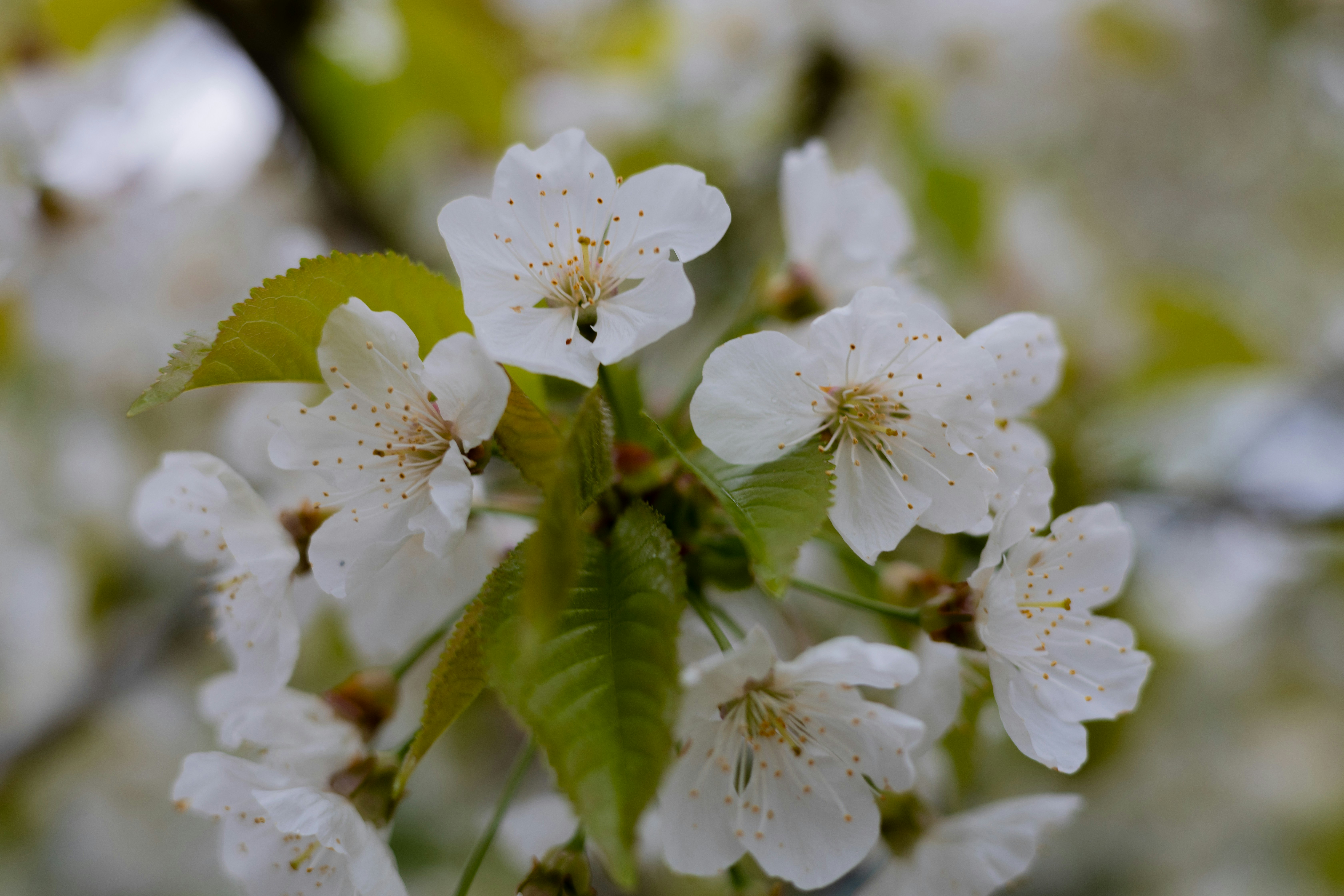 Photo by taylaktictac