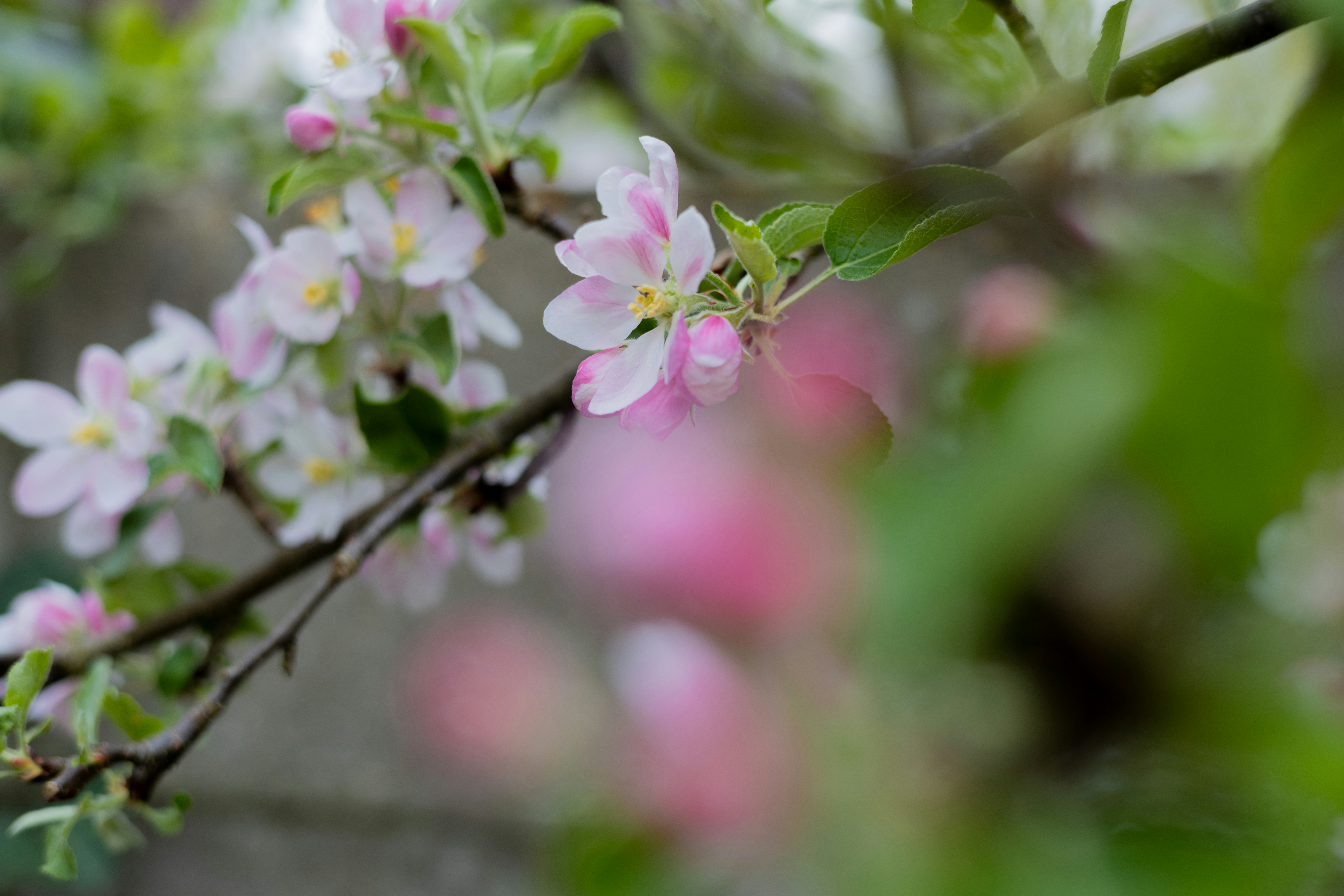 Photo by taylaktictac