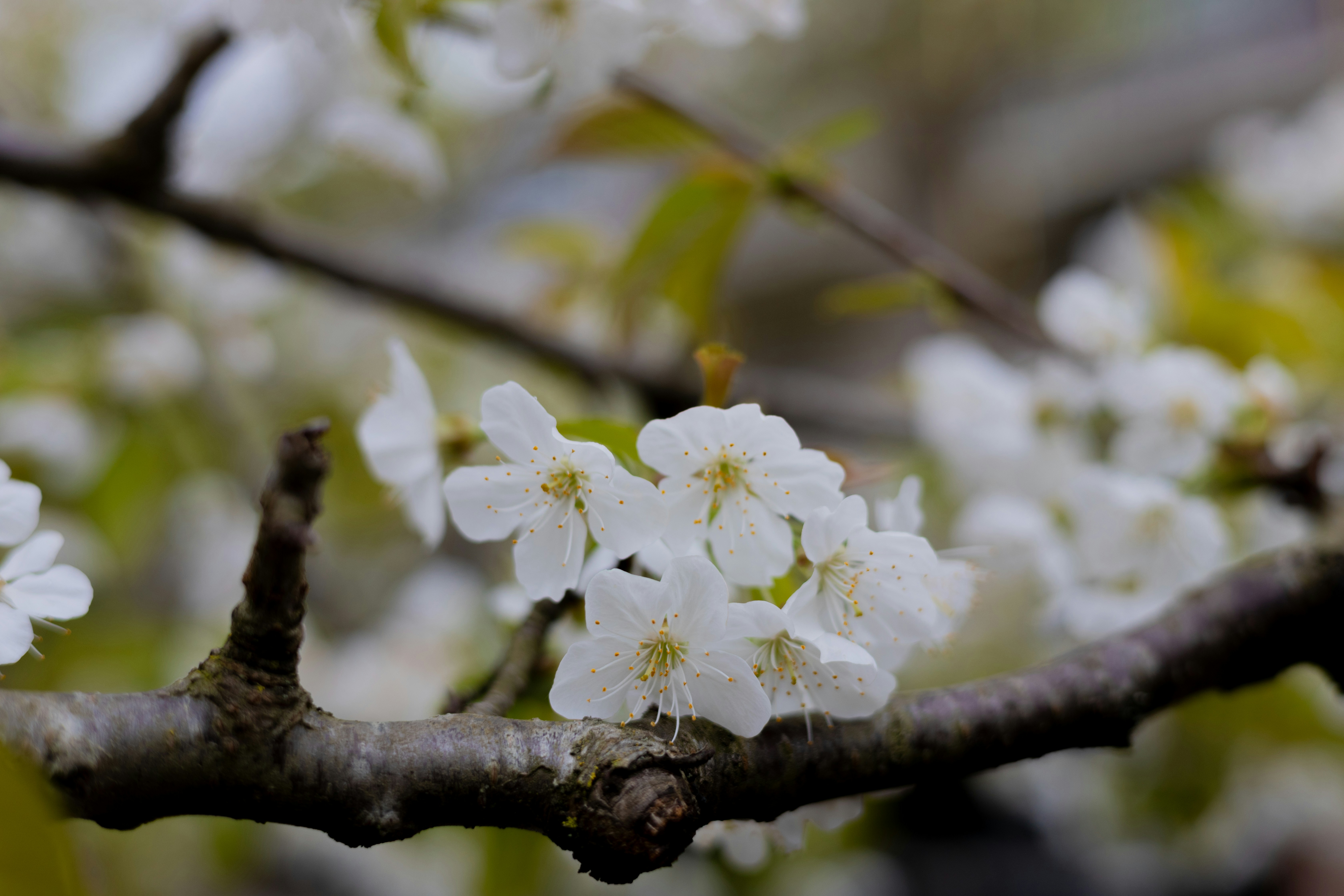 Photo by taylaktictac