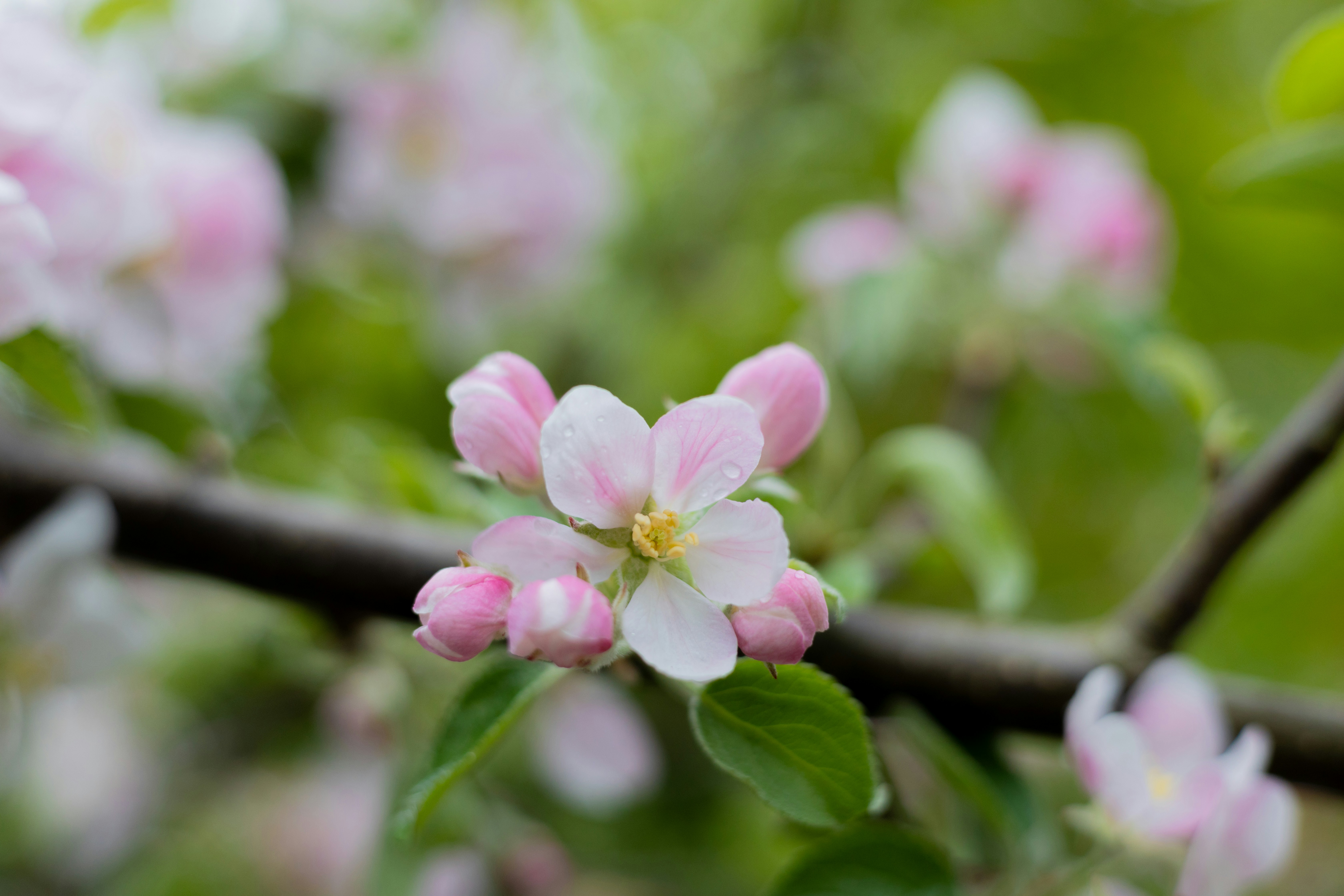 Photo by taylaktictac