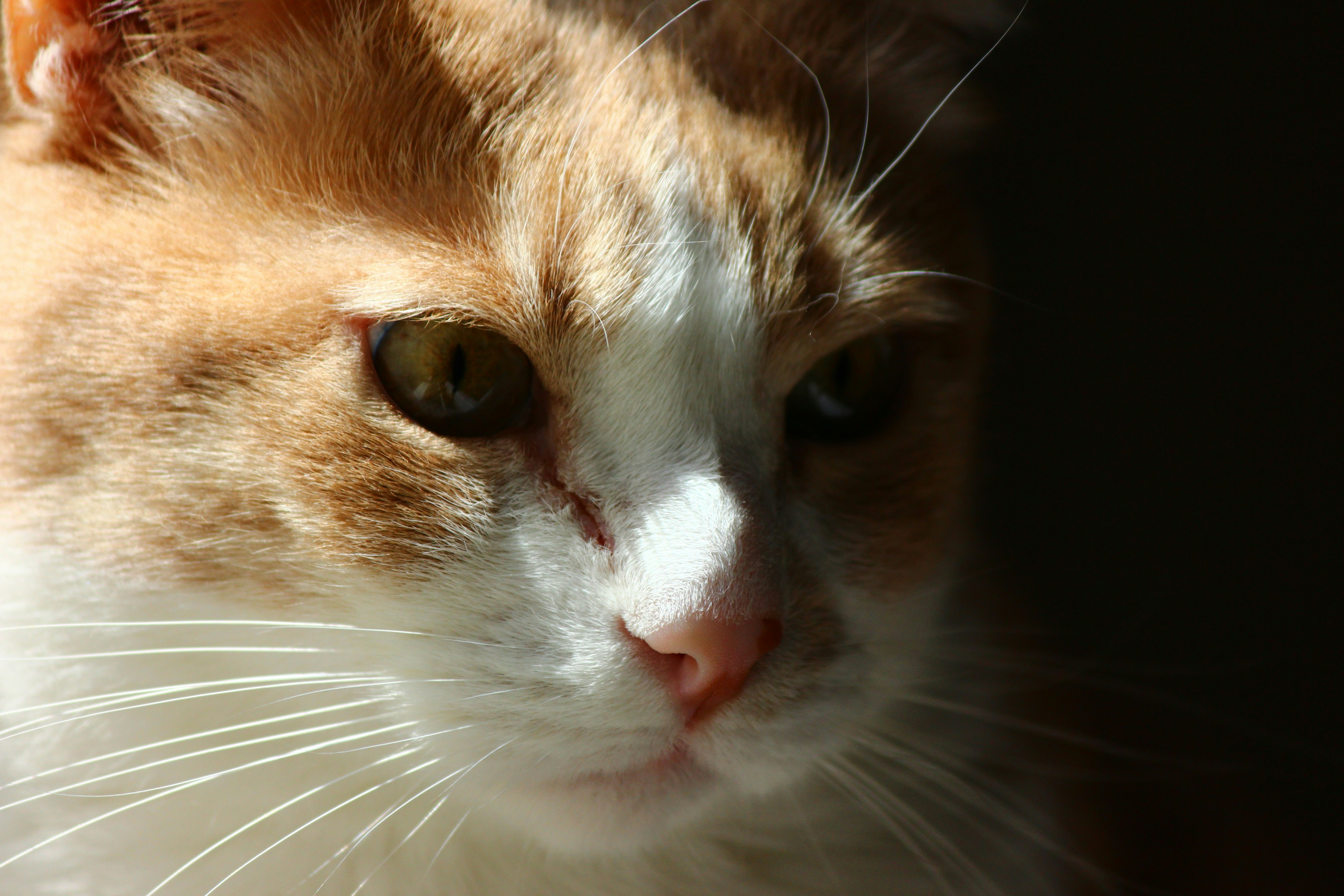 Photo by cengizozarpat