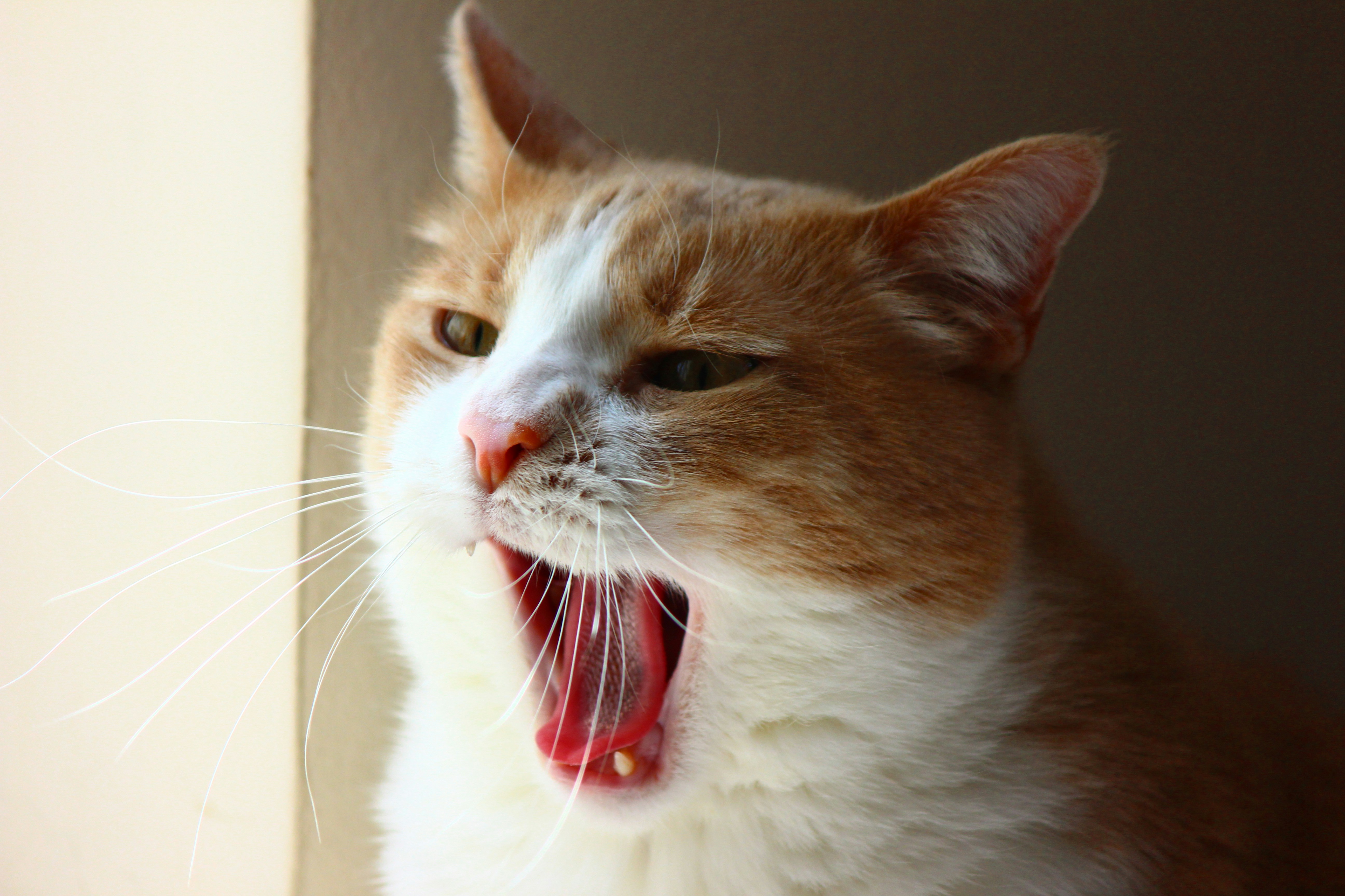 Photo by cengizozarpat