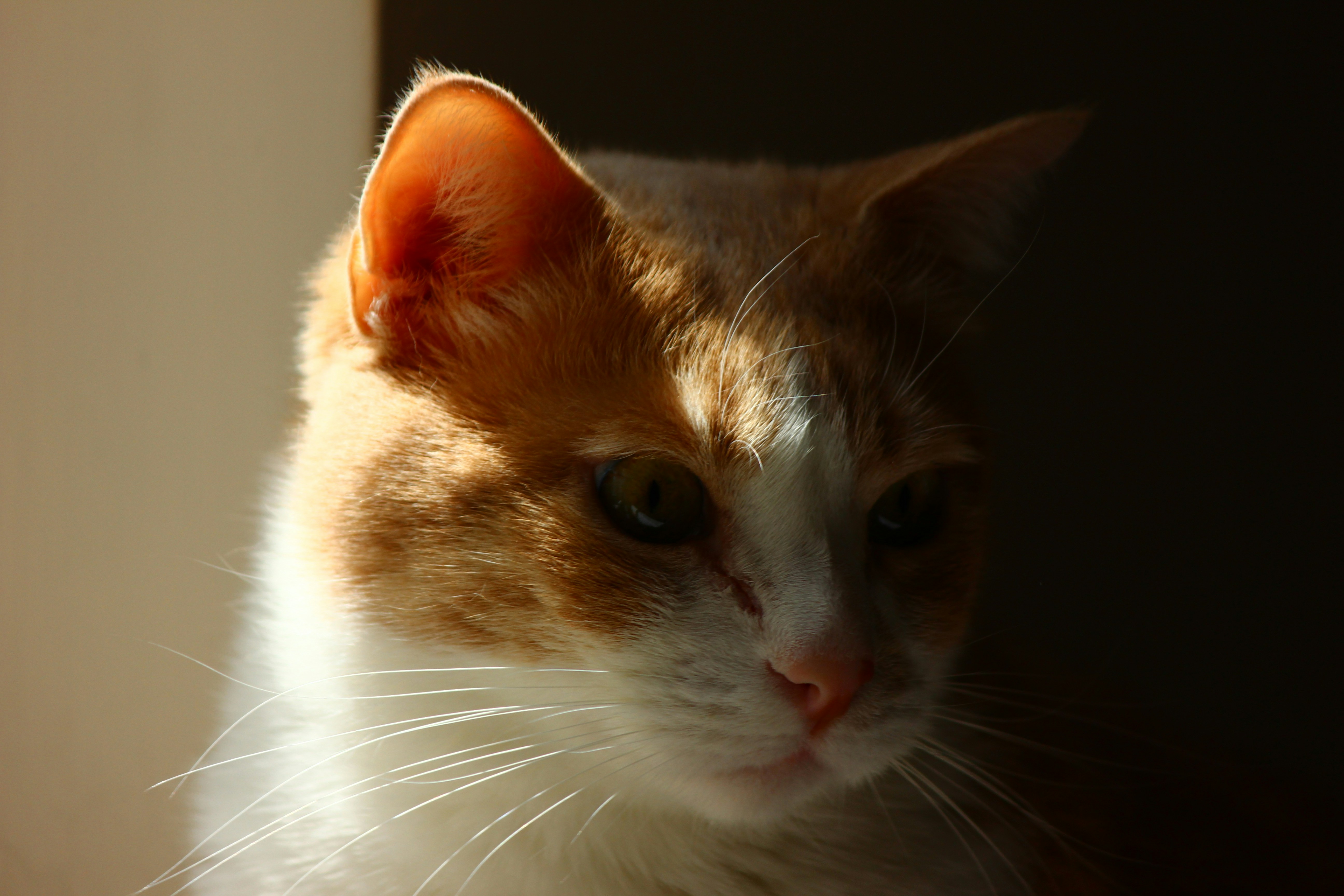 Photo by cengizozarpat