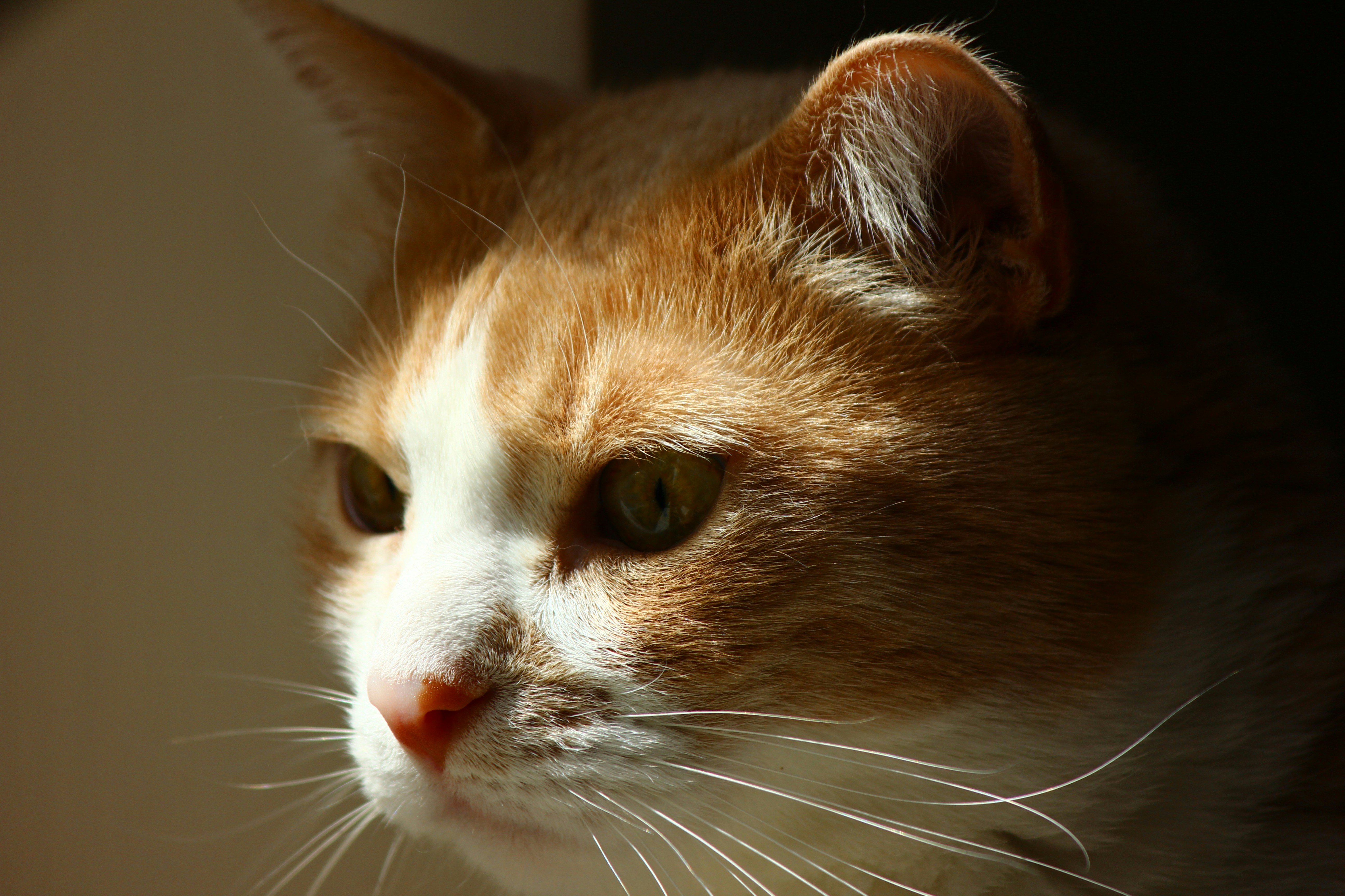 Photo by cengizozarpat