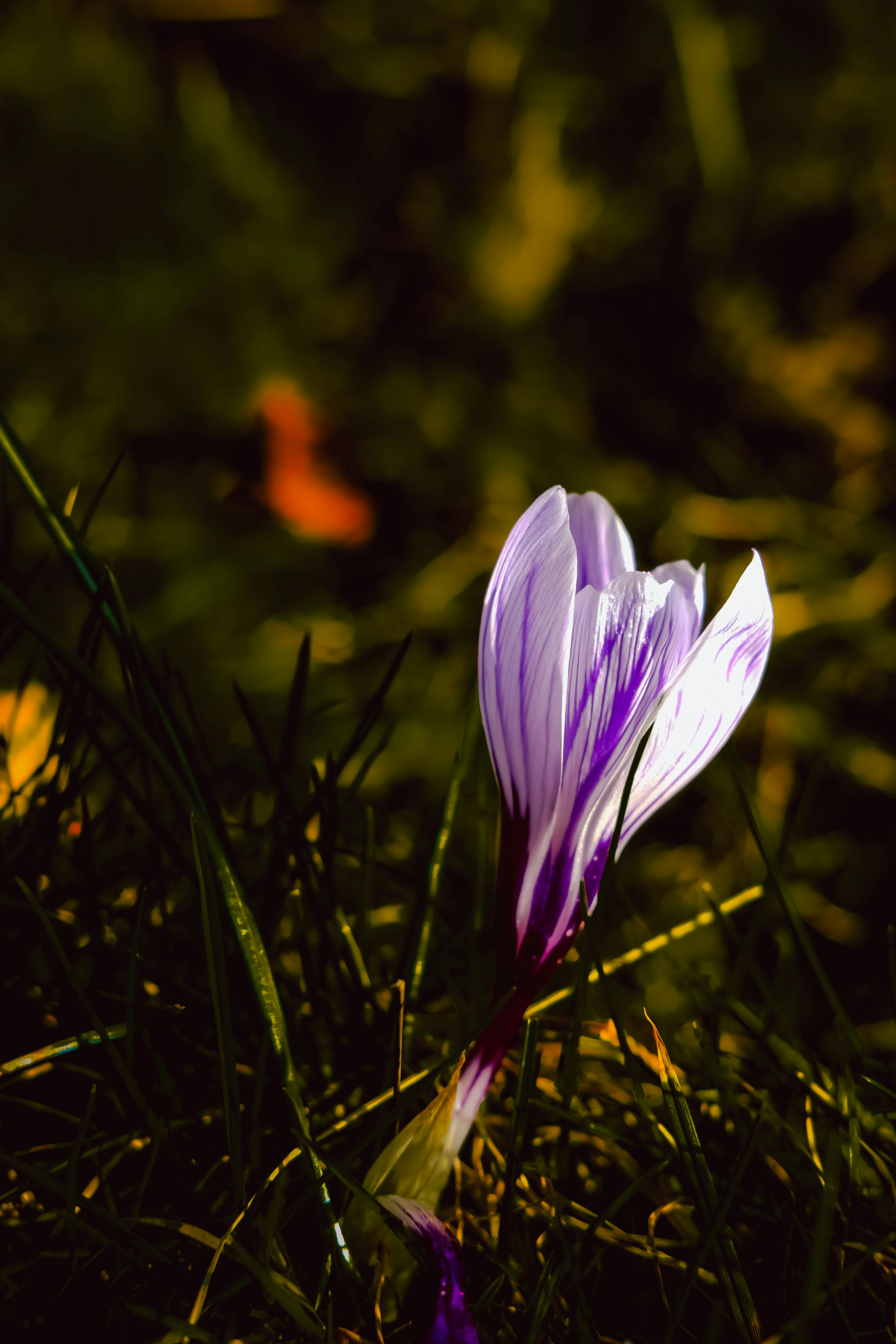 Photo by denisaficau