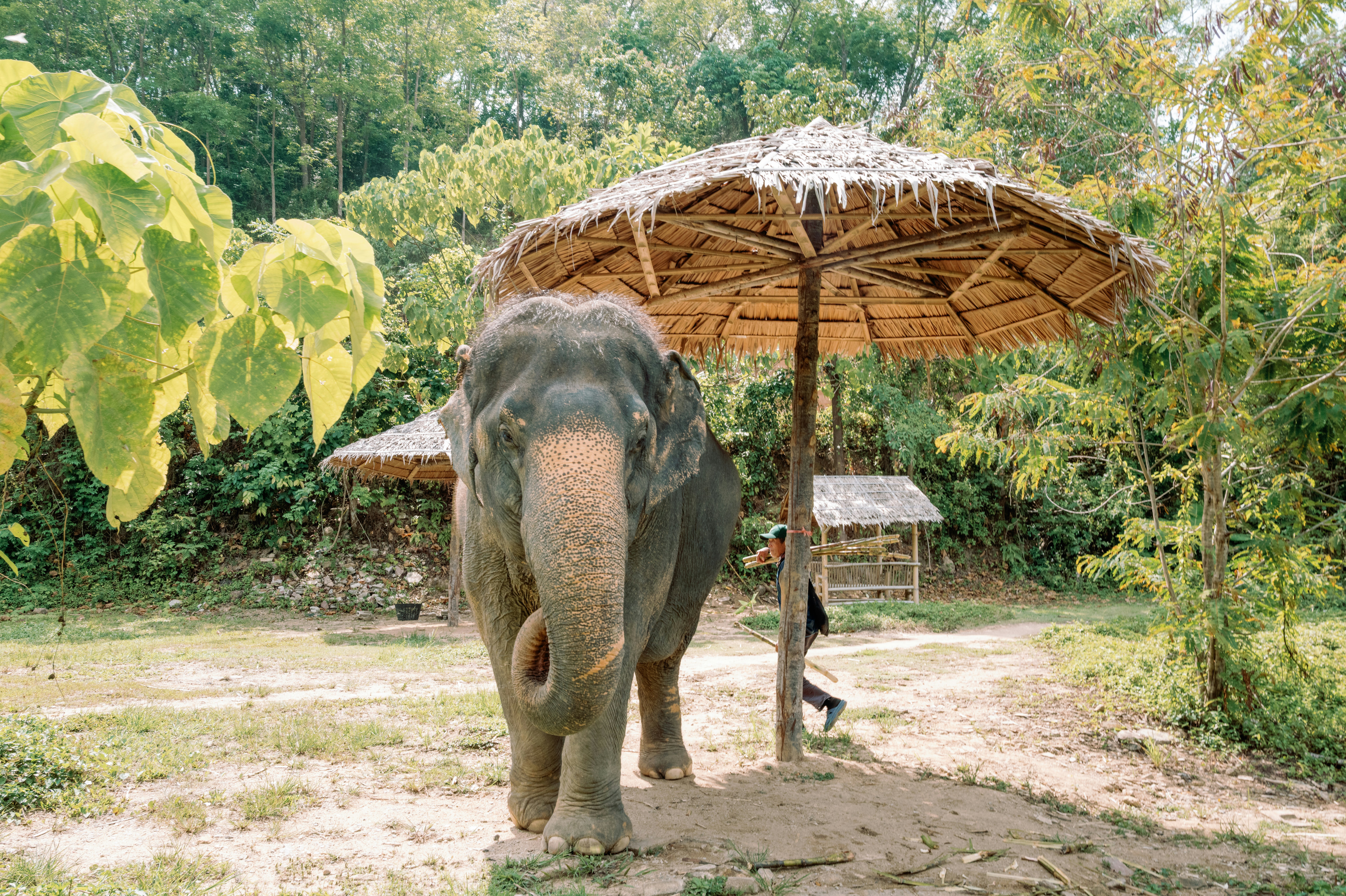 Слон стоит под навесом, покрытым соломой.