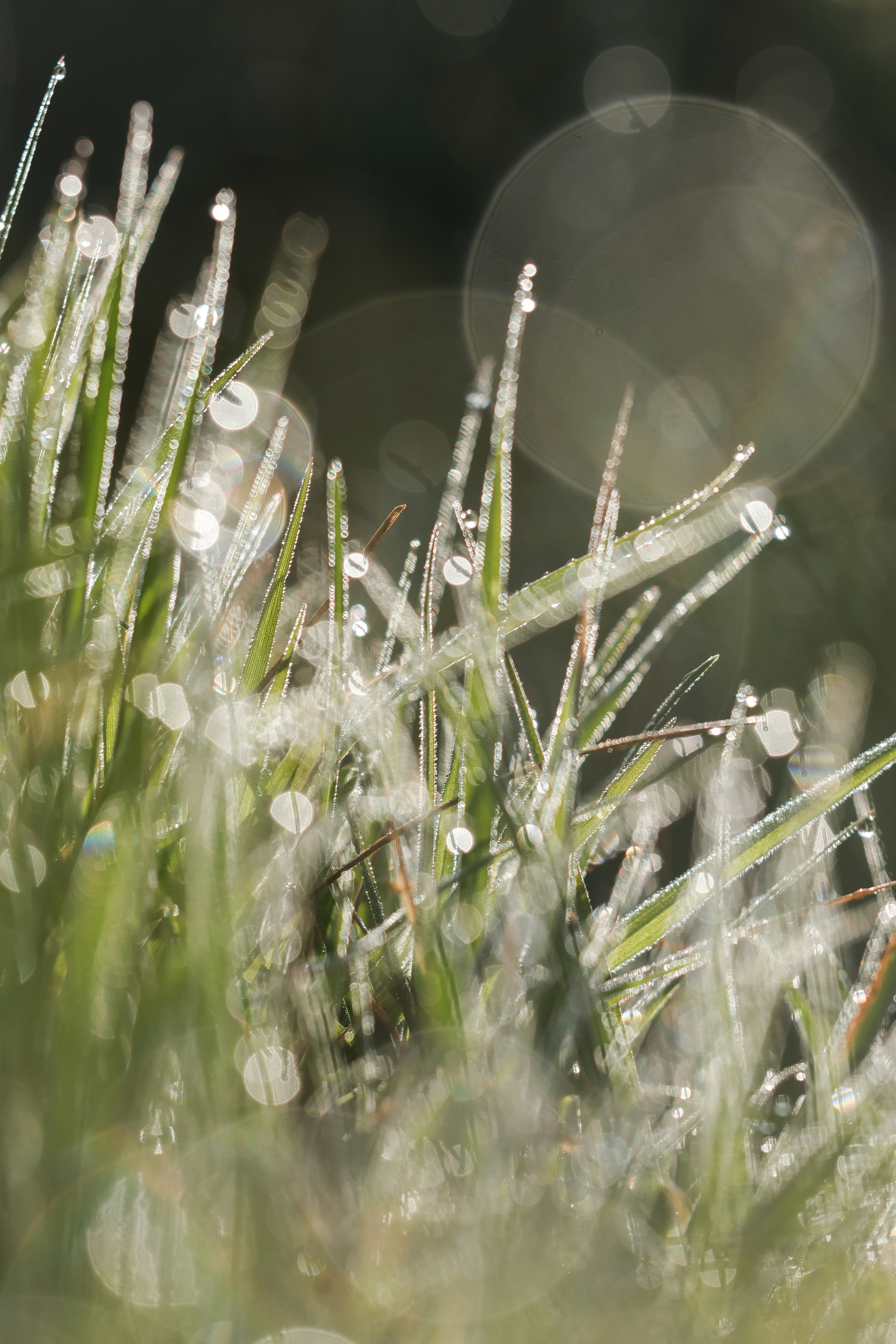 Photo by grievek1610begur