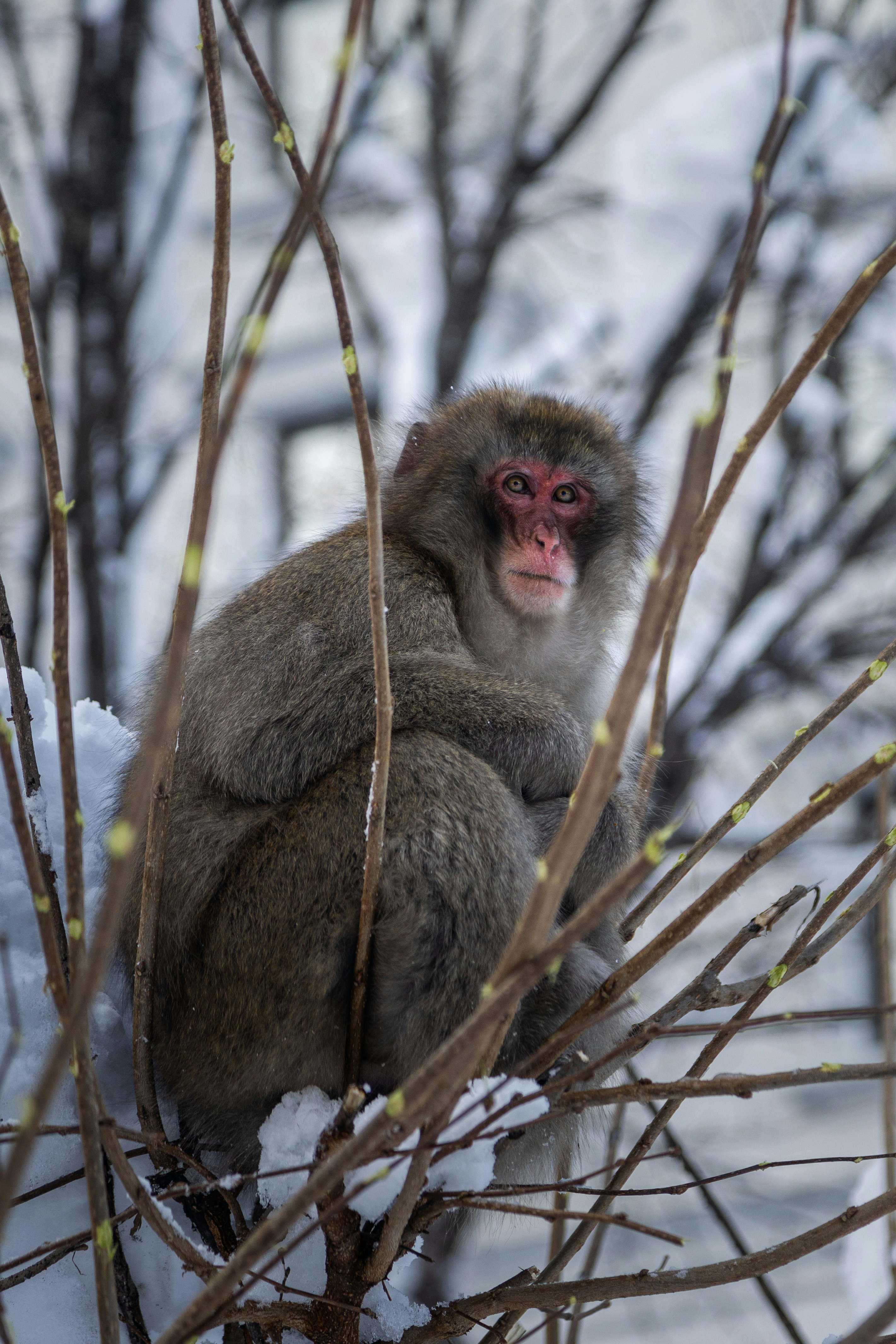 Un macaco giapponese siede tra i rami.