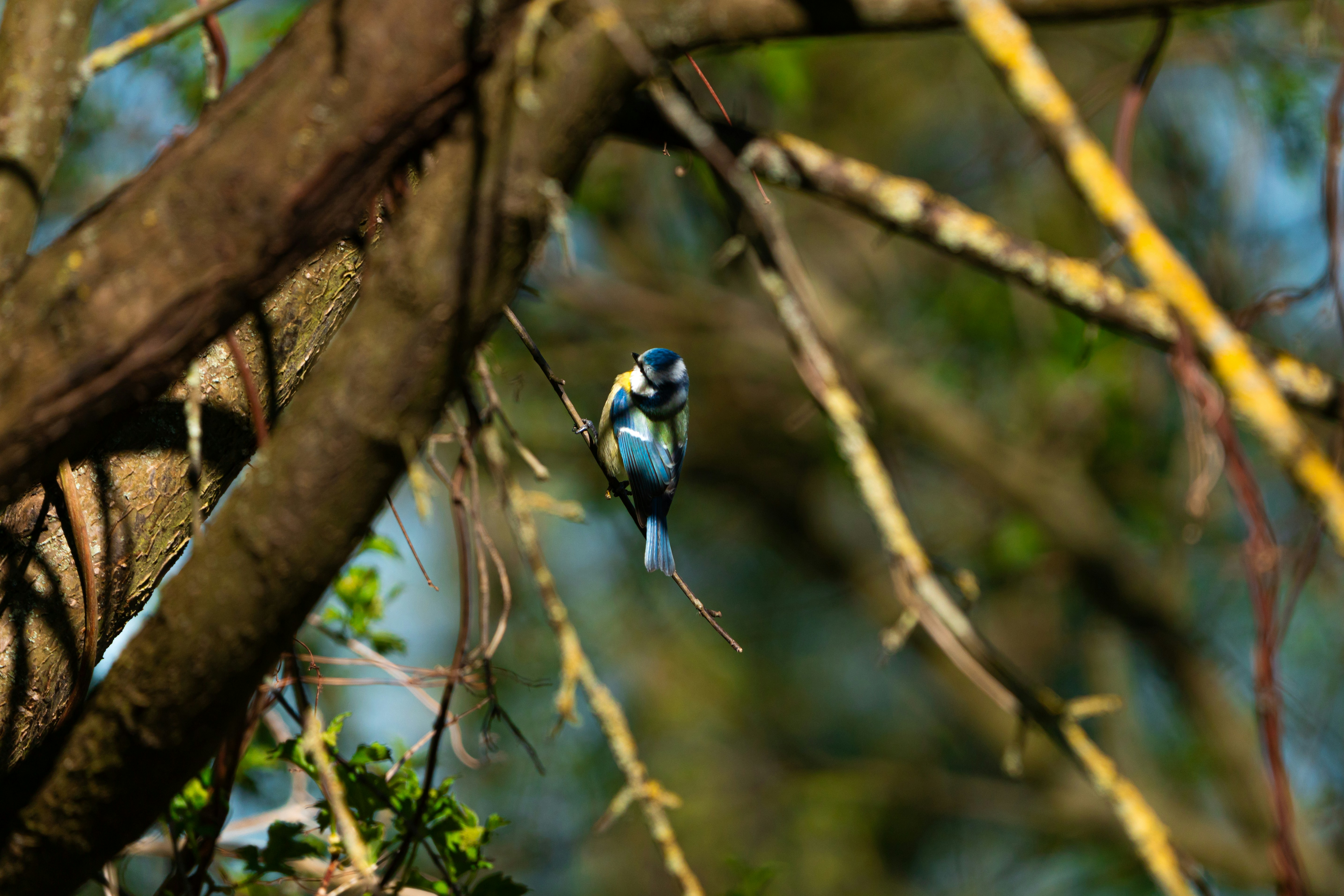 Photo by jonah_loeffler