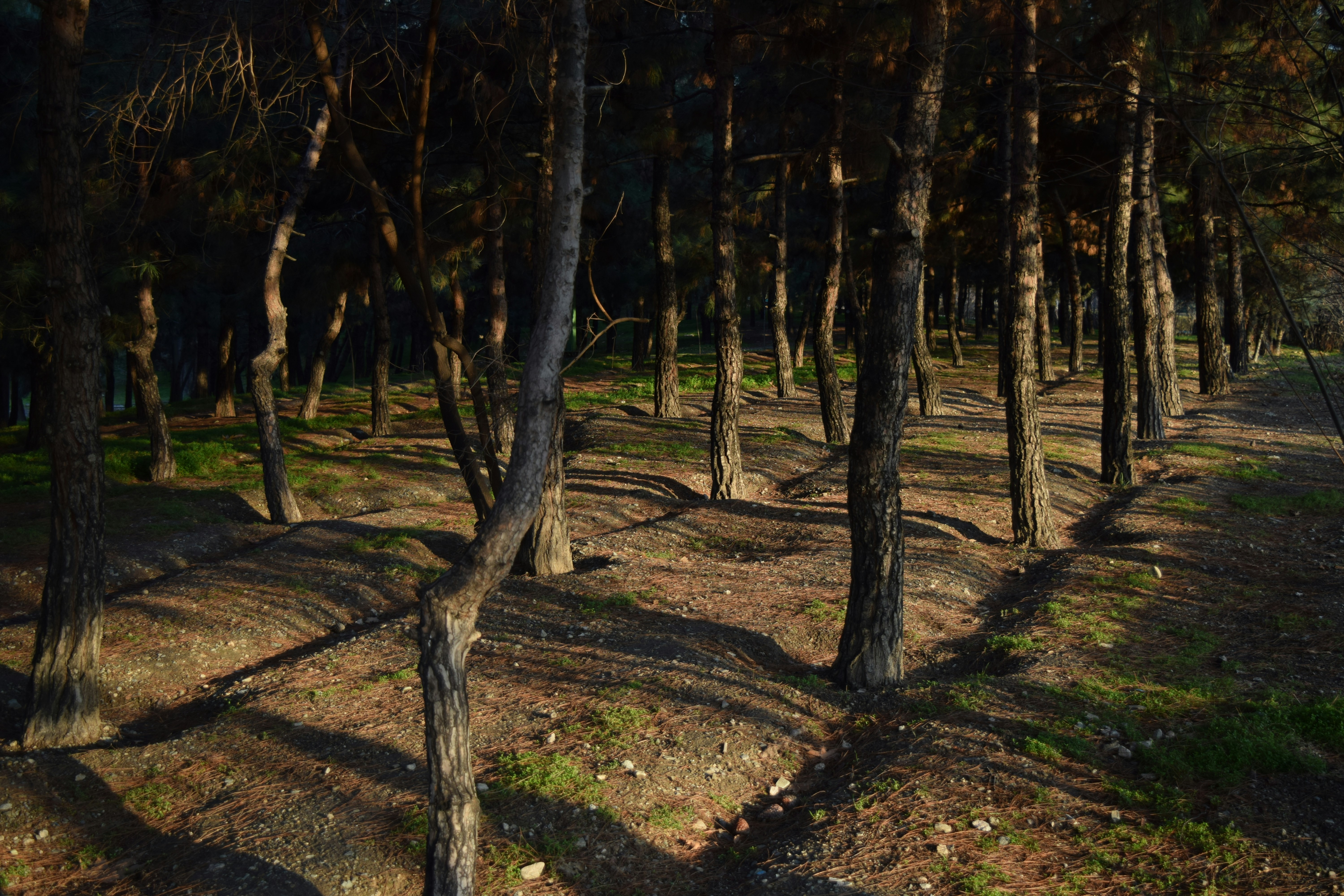 Rows of trees cast long shadows across the forest floor.