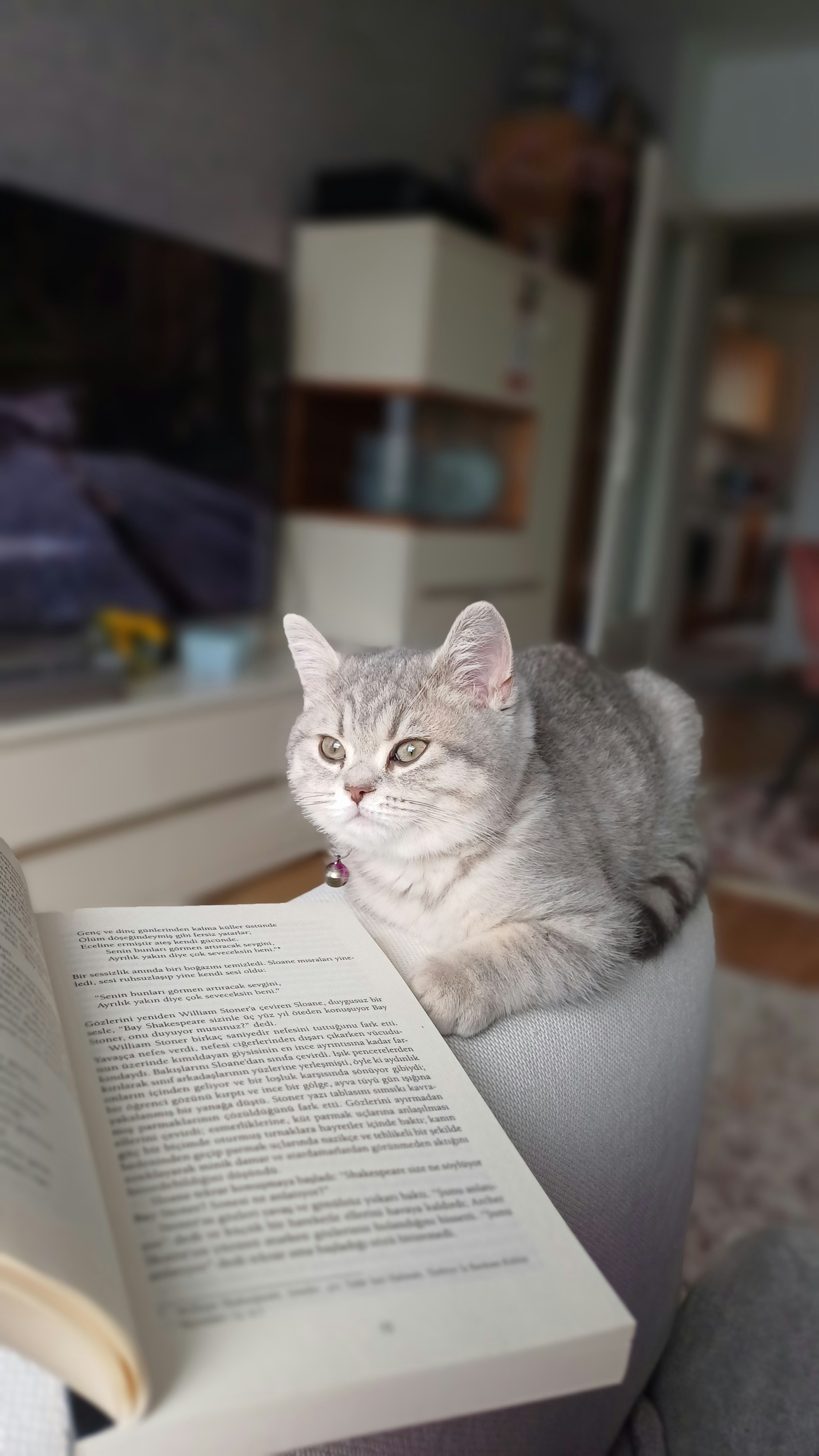 A cat rests while someone reads a book.