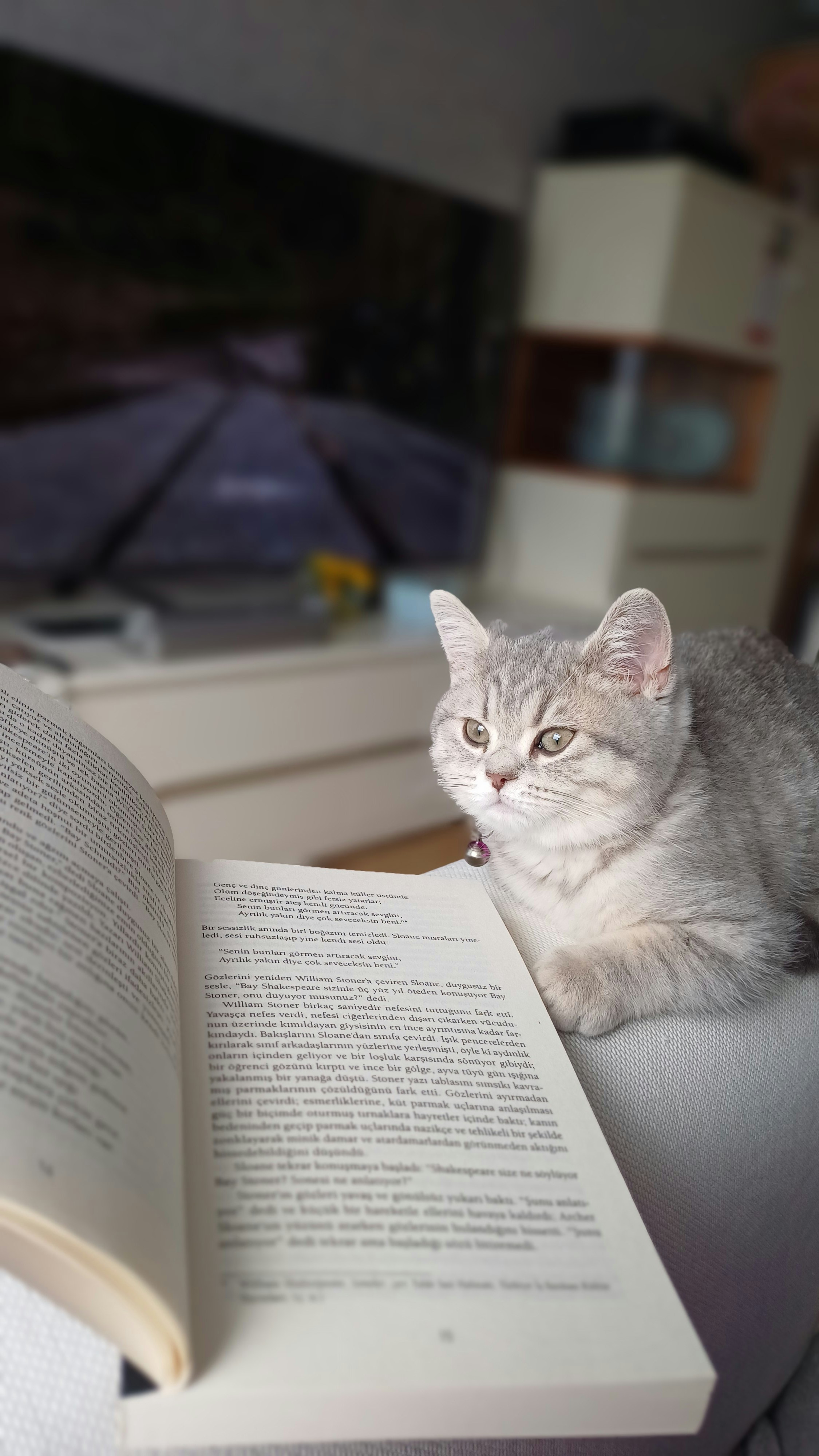 Quiet Reading Time: The Bookworm Buddy (image credits: unsplash)