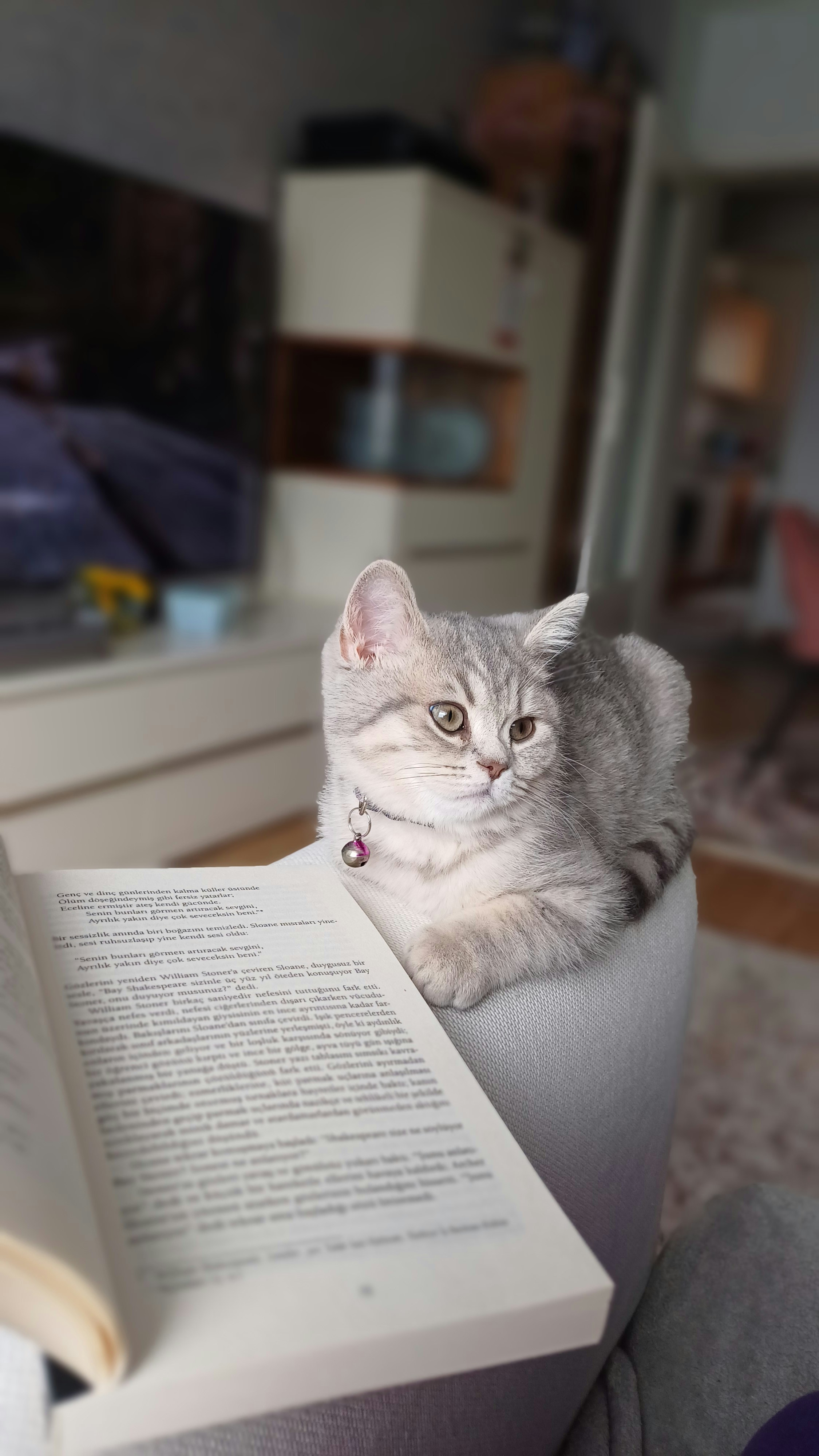 Cat sits near an open book, looking away.