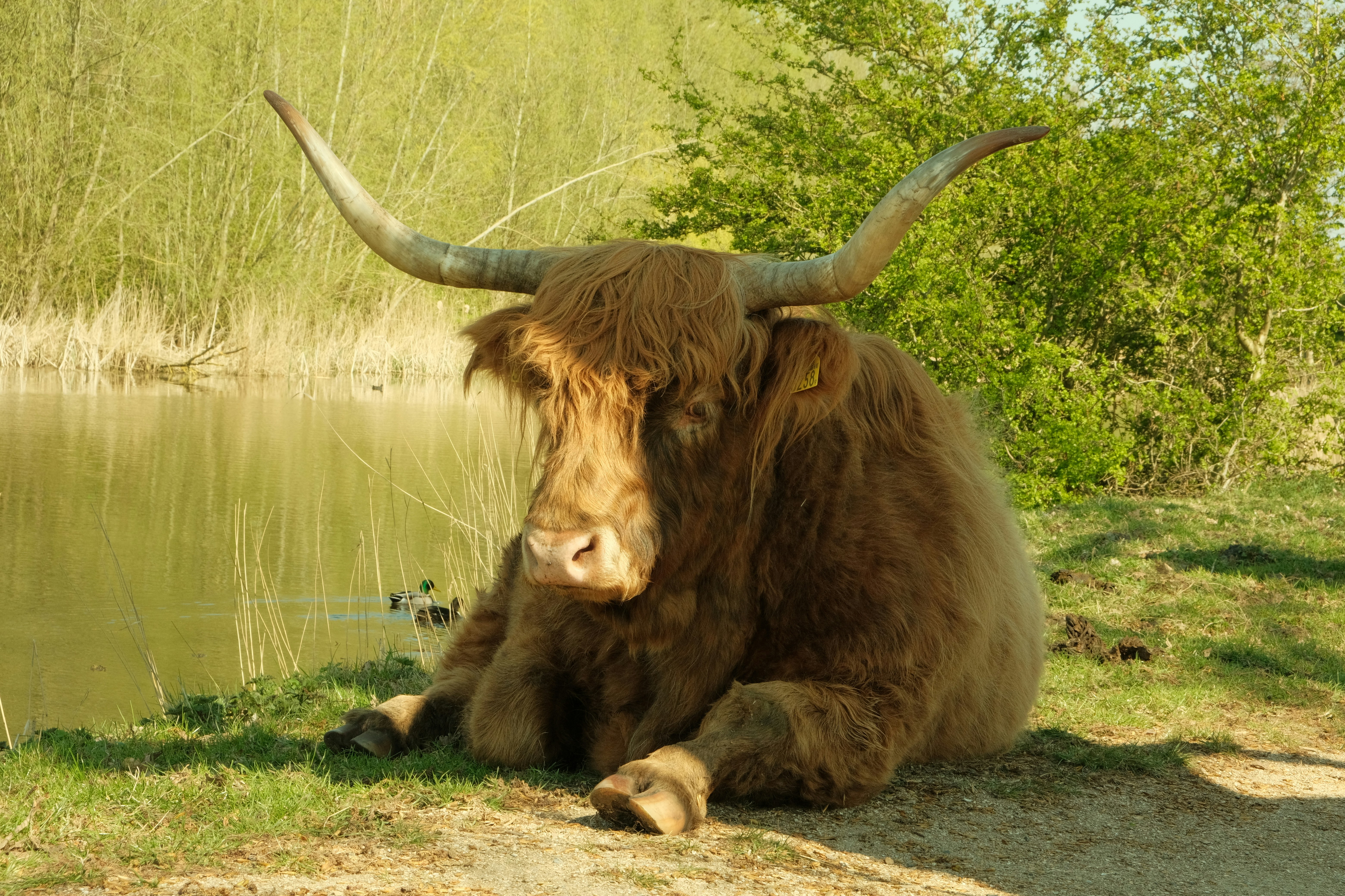 A scottish highland cow rests near a body of water.