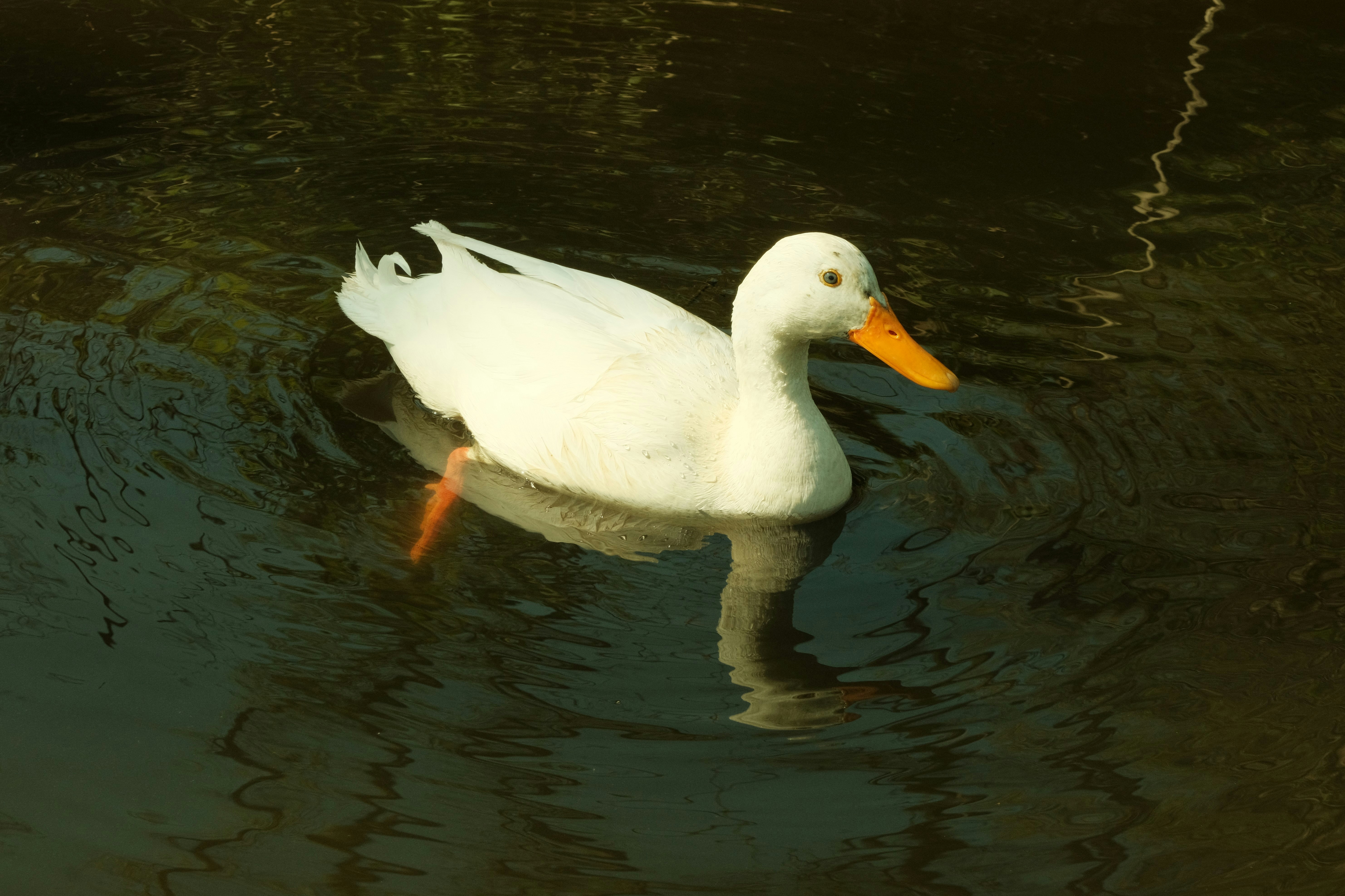 Photo by kyantijhuis