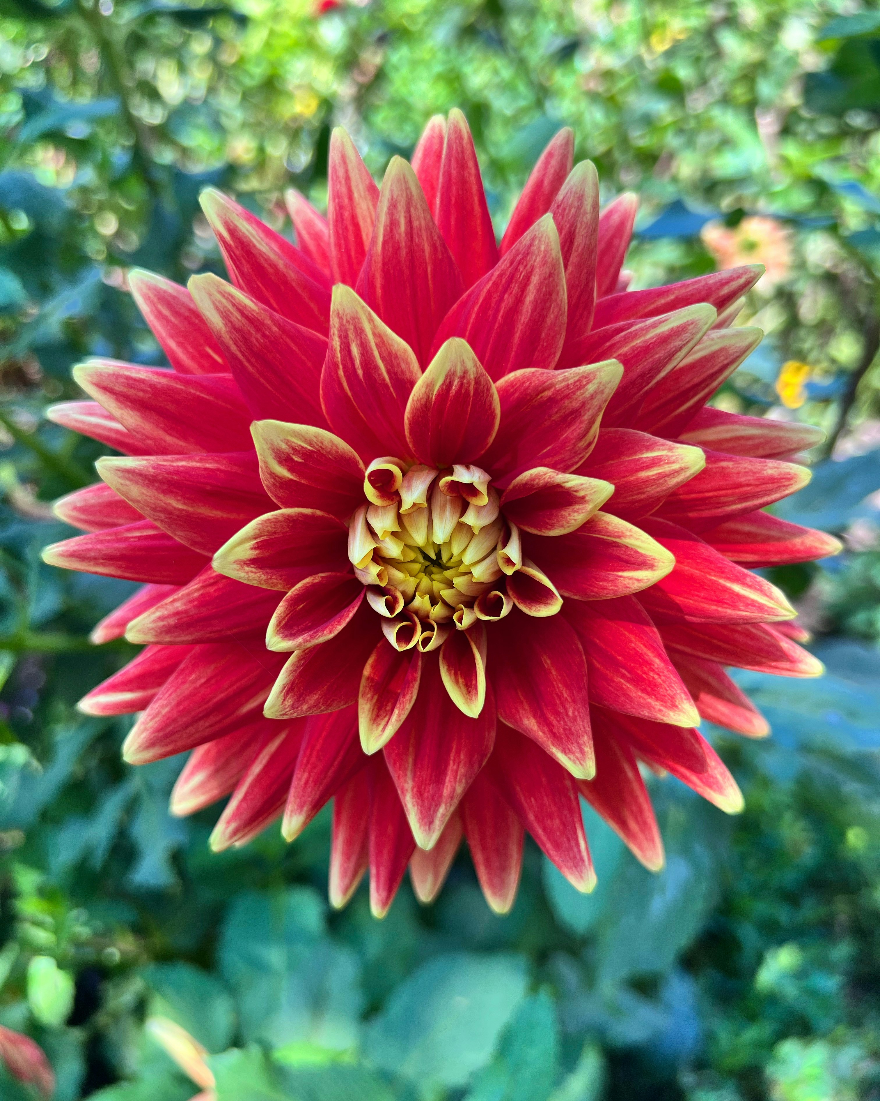 Photo by yulikollection