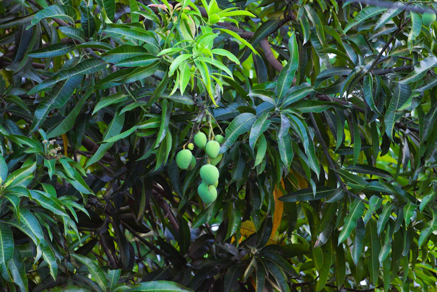 Mango tree branches with clusters of green mangoes