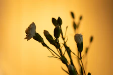 White flowers bloom against a golden background.