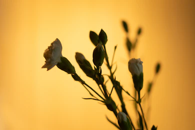 White flowers bloom against a golden background.
