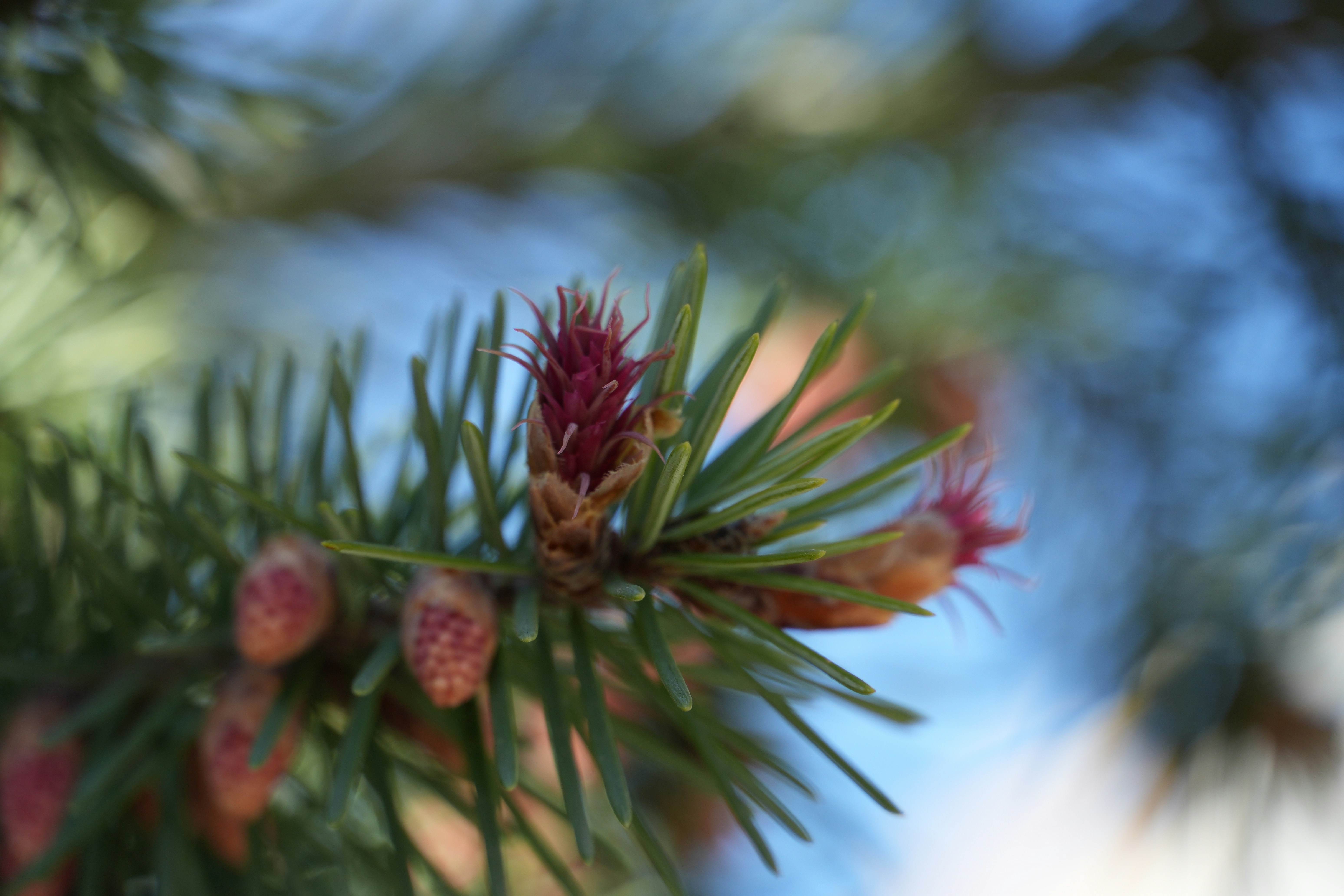 Photo by vladutremus