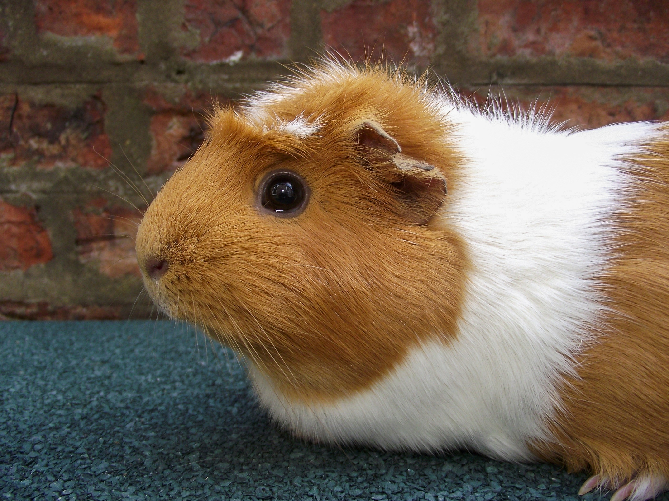 Guinea pig eating fresh vegetables including bell pepper and leafy greens
