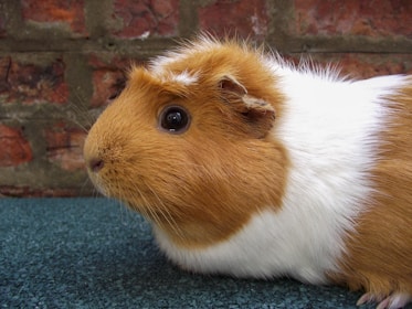 A cute guinea pig poses for the camera.