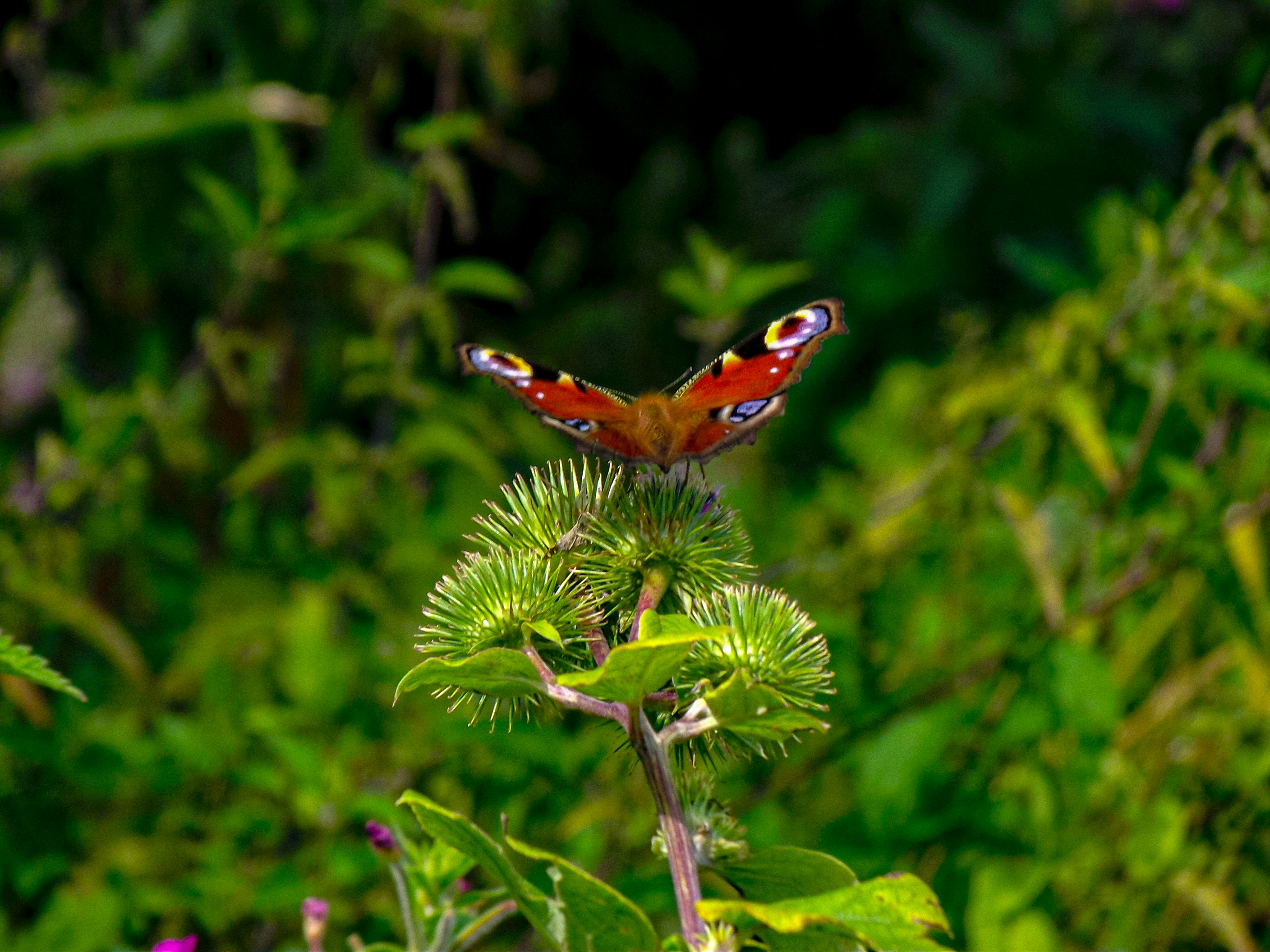 Photo by scottsalchemy