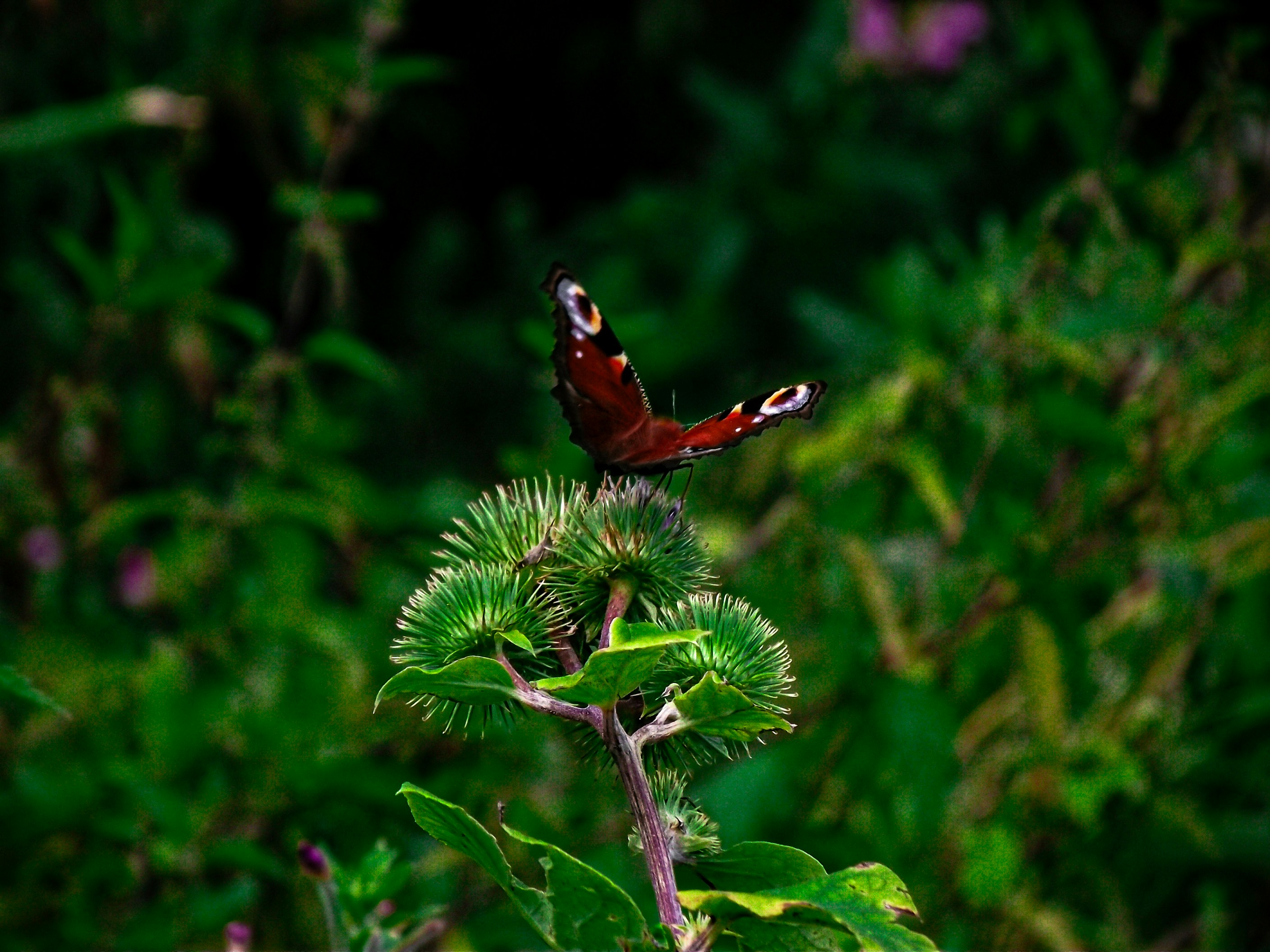 Photo by scottsalchemy