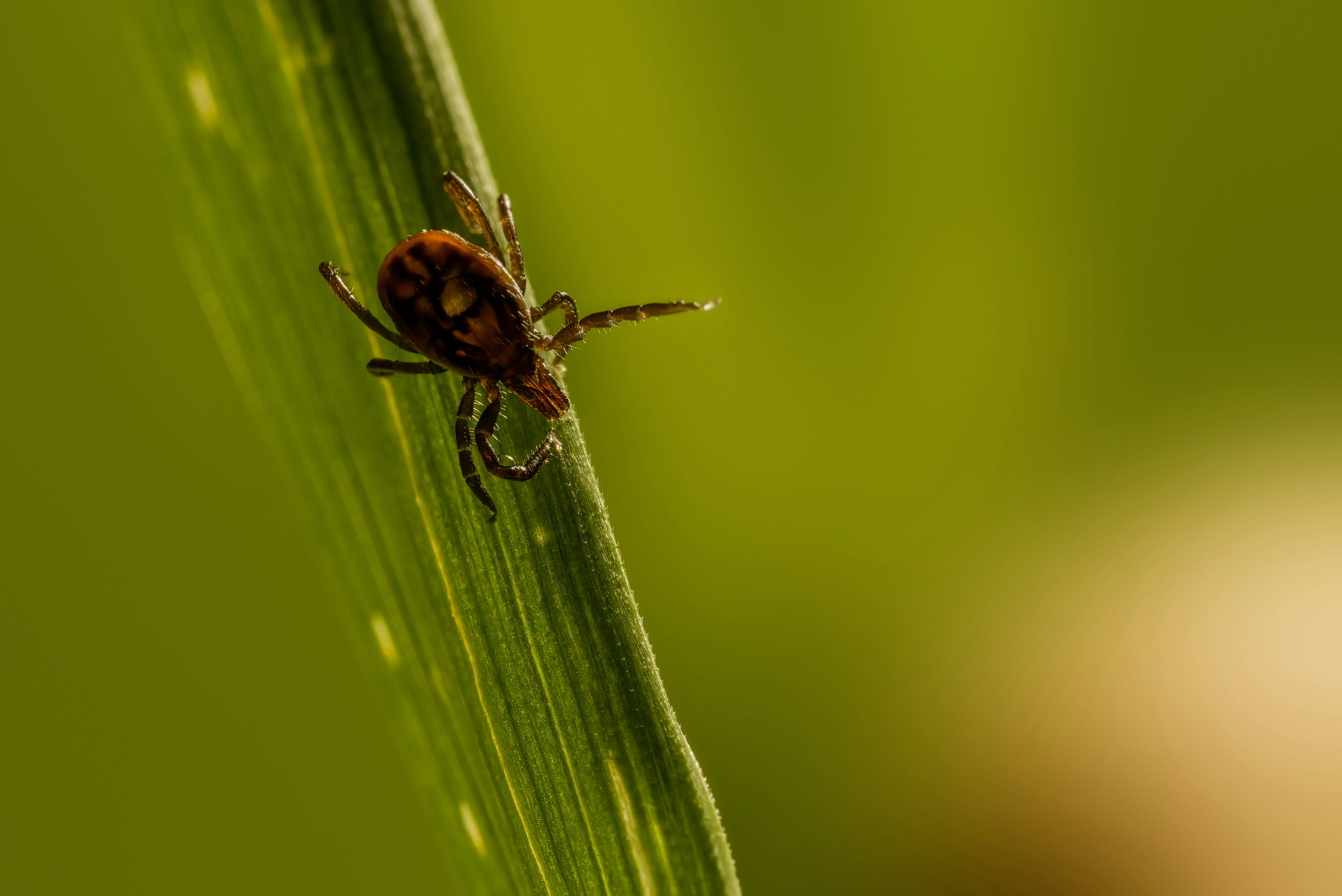 Effective flea and tick control for your pets