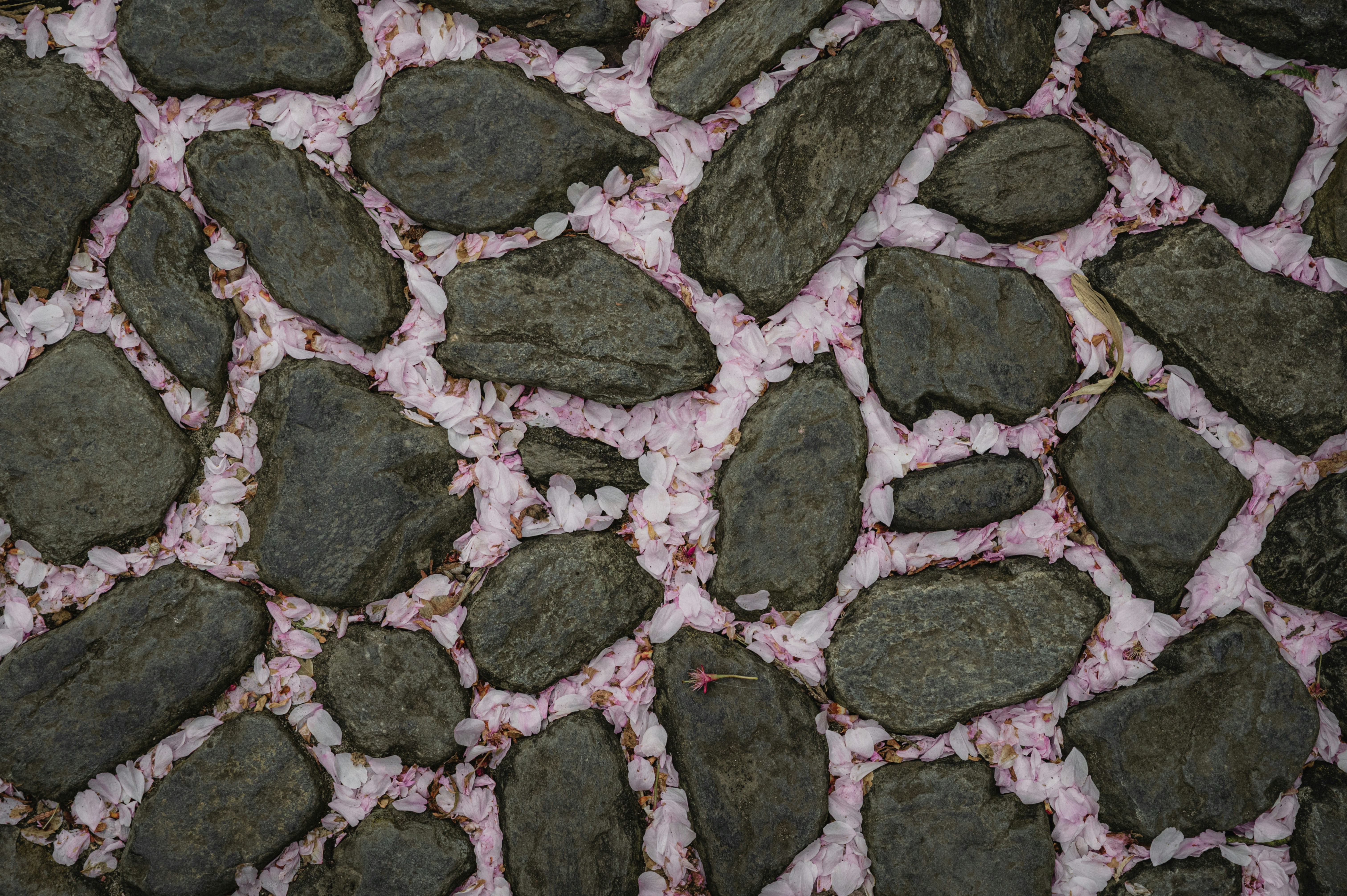 Photo by luca_severin