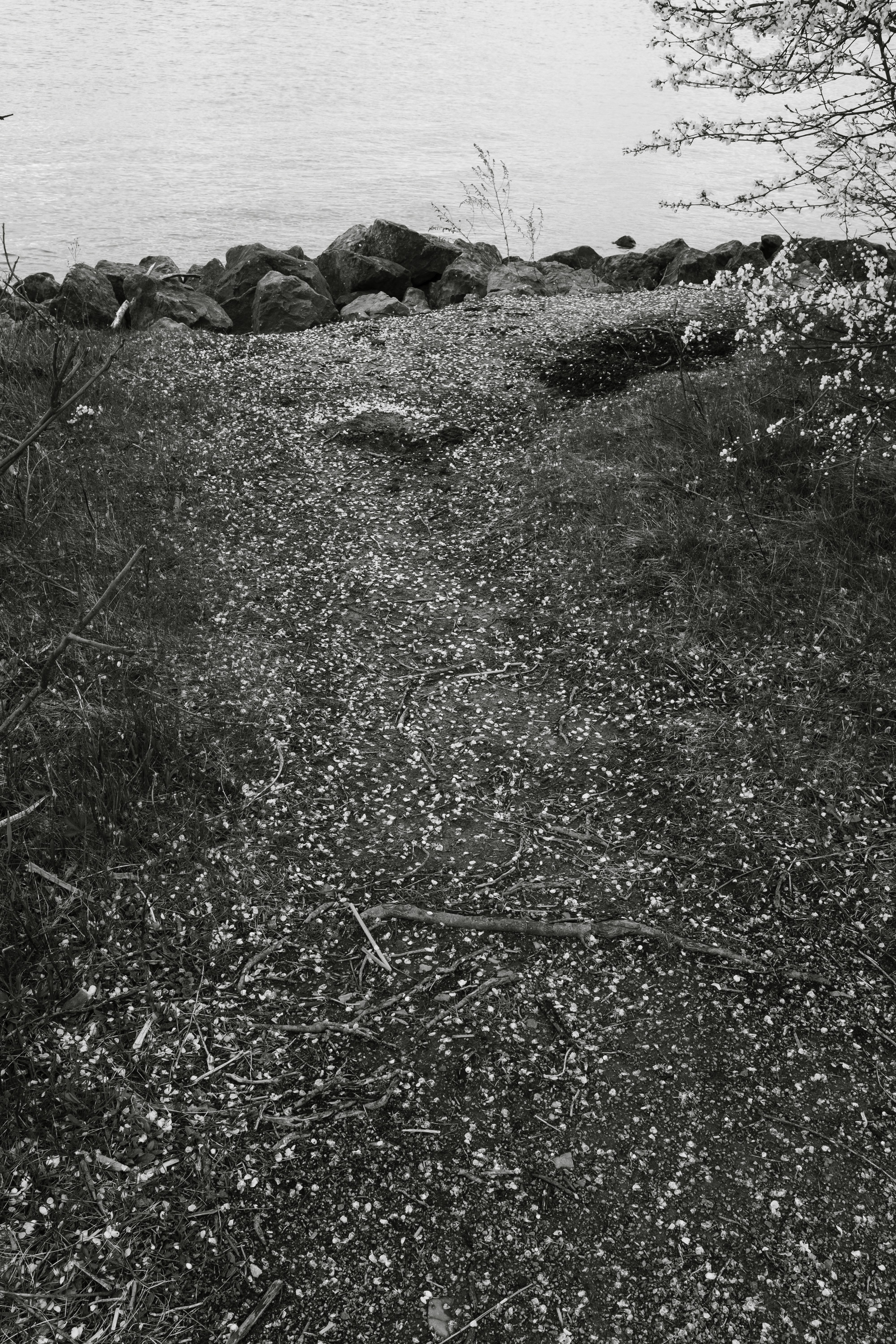 A rocky shoreline and a grassy hillside.