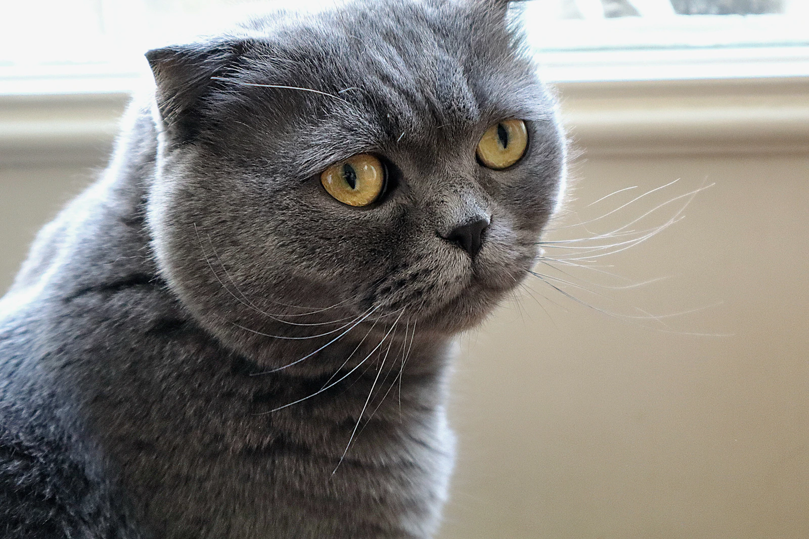 Scottish Fold cat with folded ears, photo by Terra Raponi on Unsplash