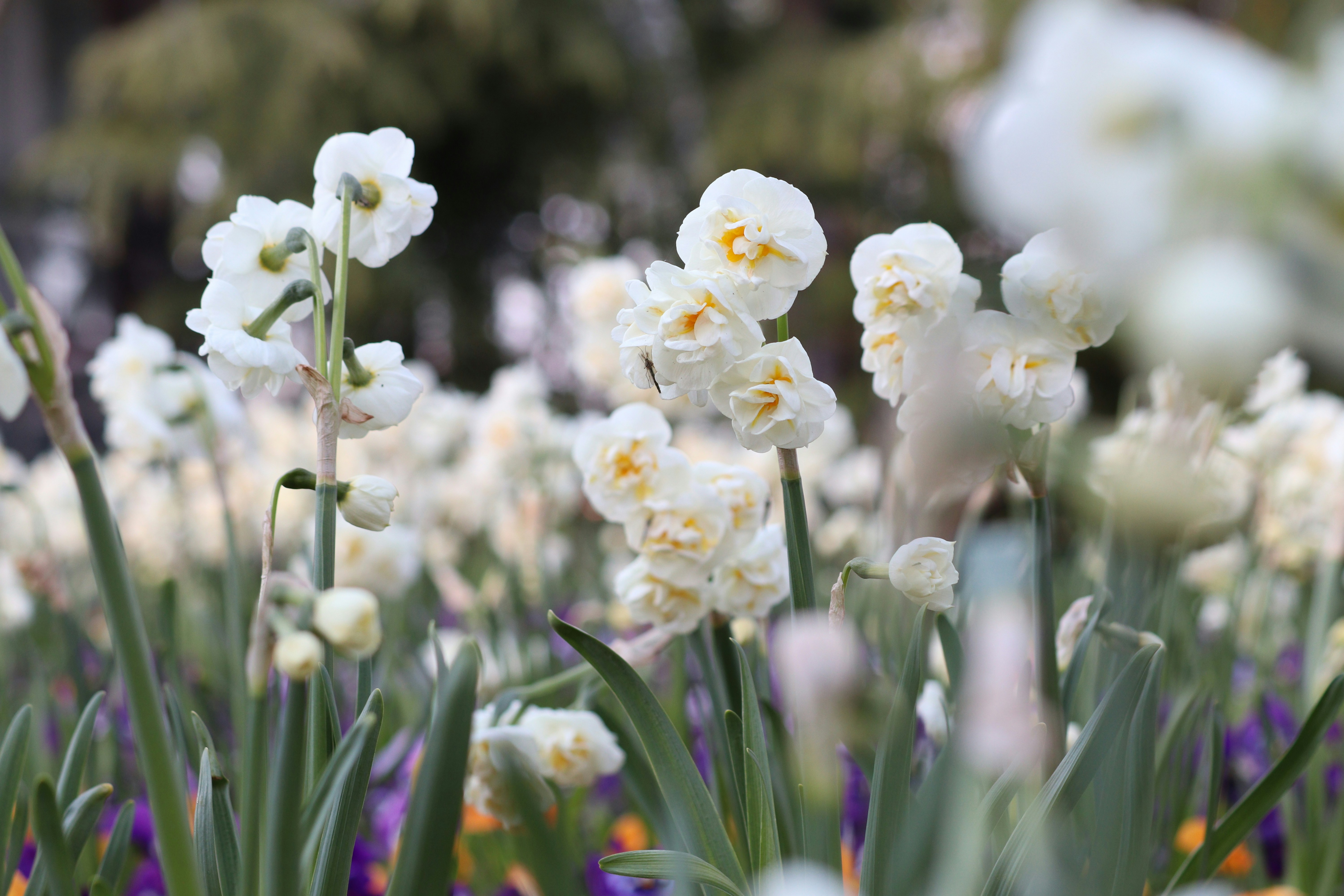 Photo by fotografialuivlad