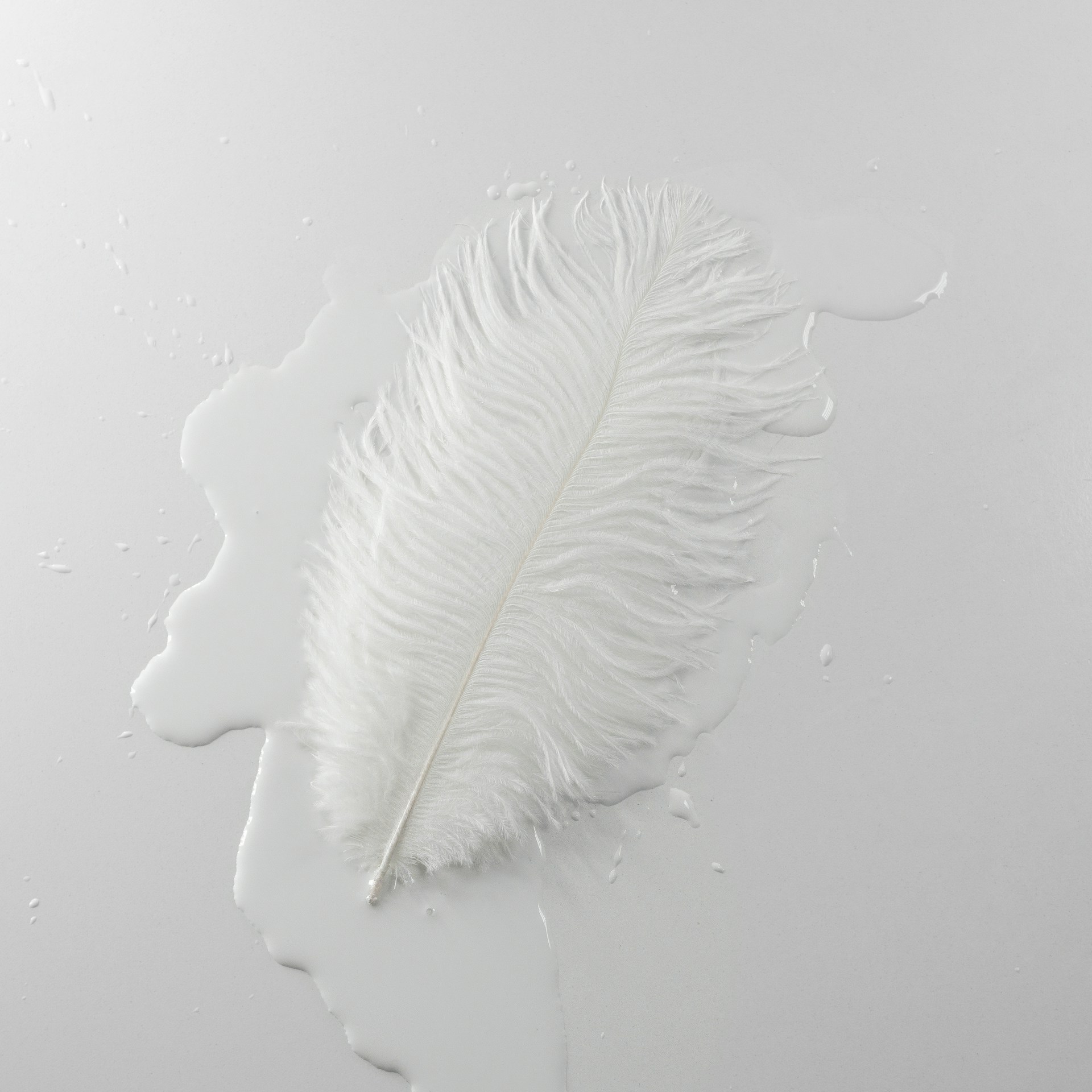 A white feather floats in milky water.