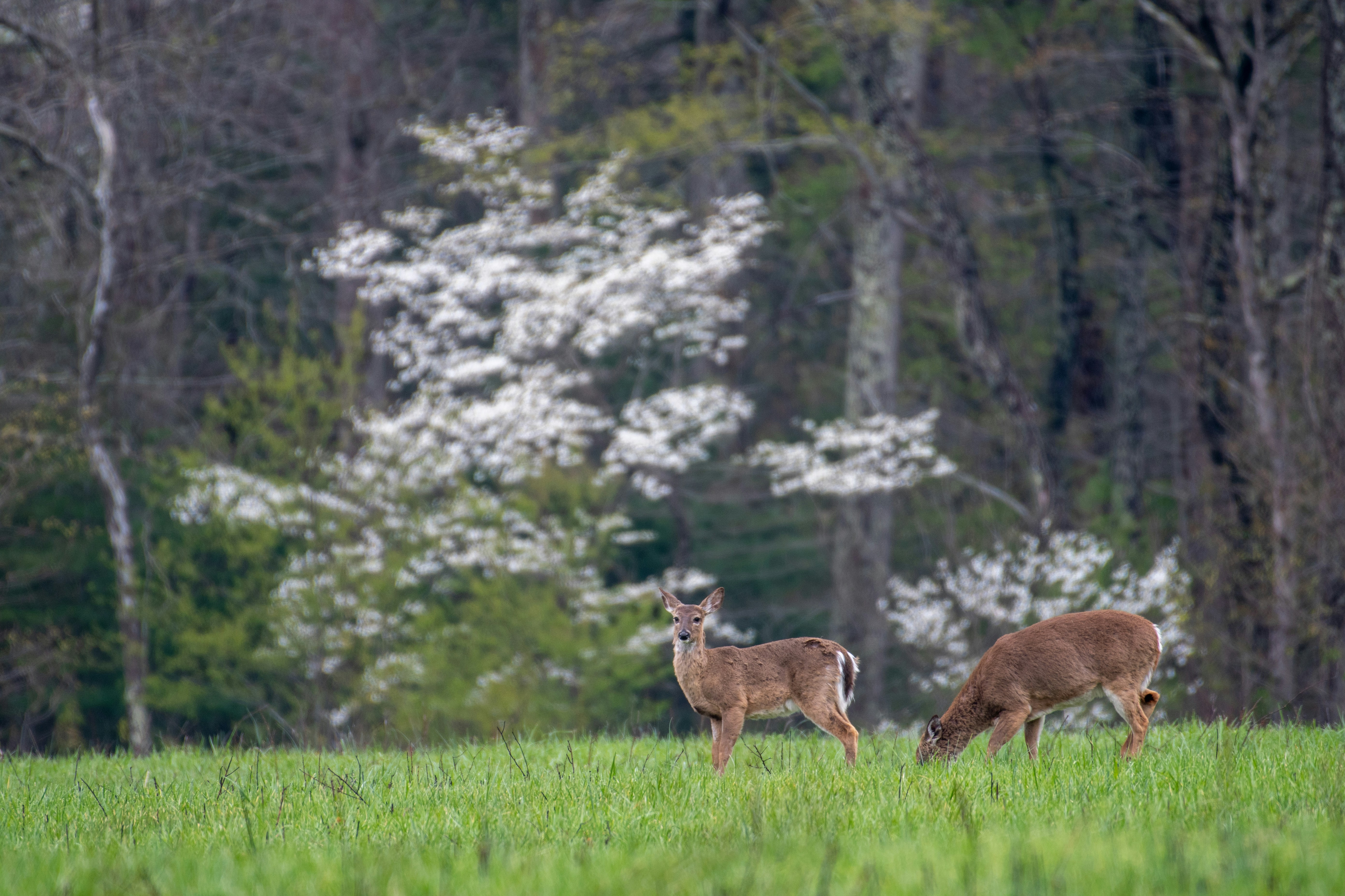 Two deer graze in a lush, green meadow.
