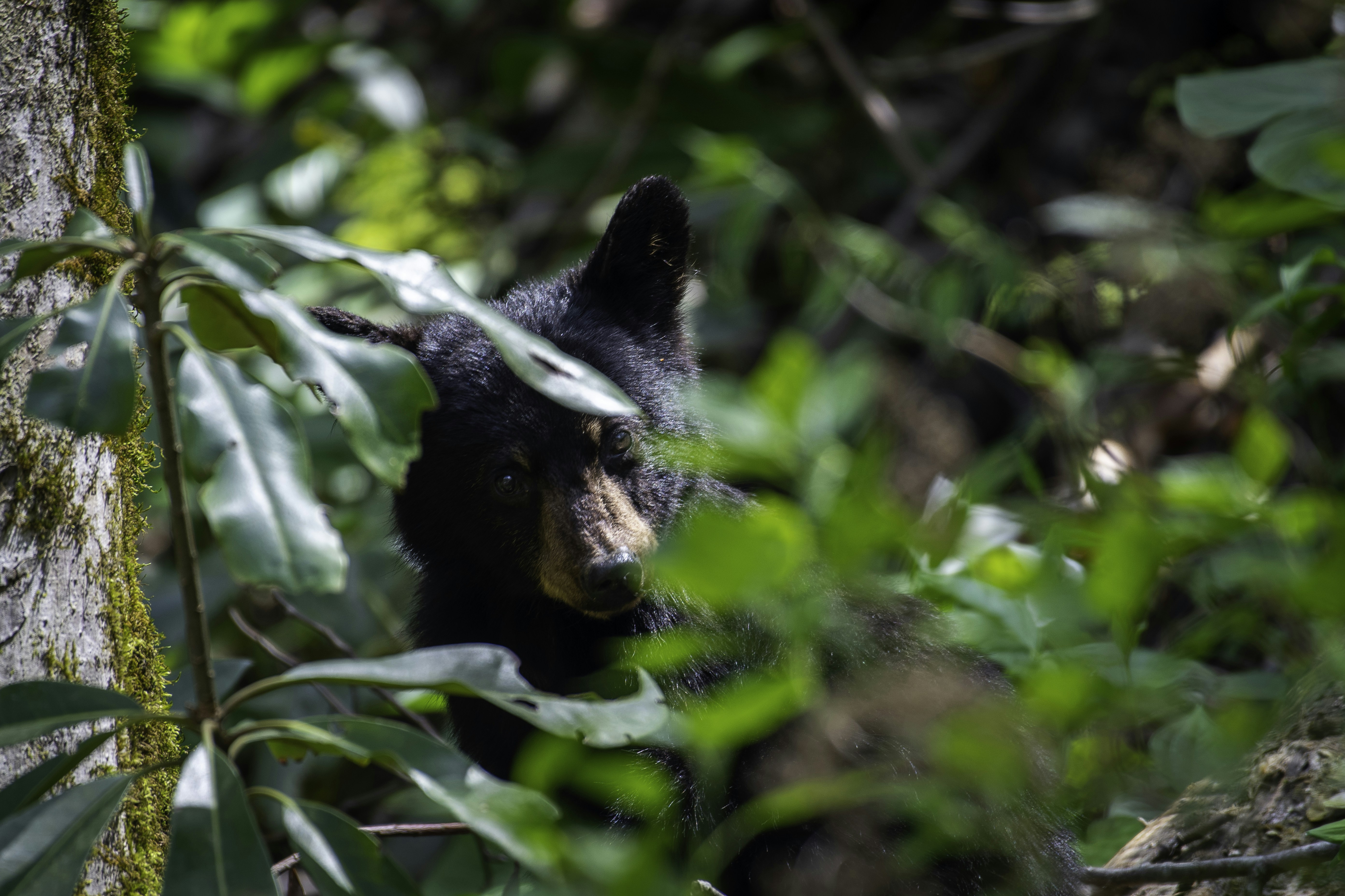 A black bear peers out from lush green foliage.