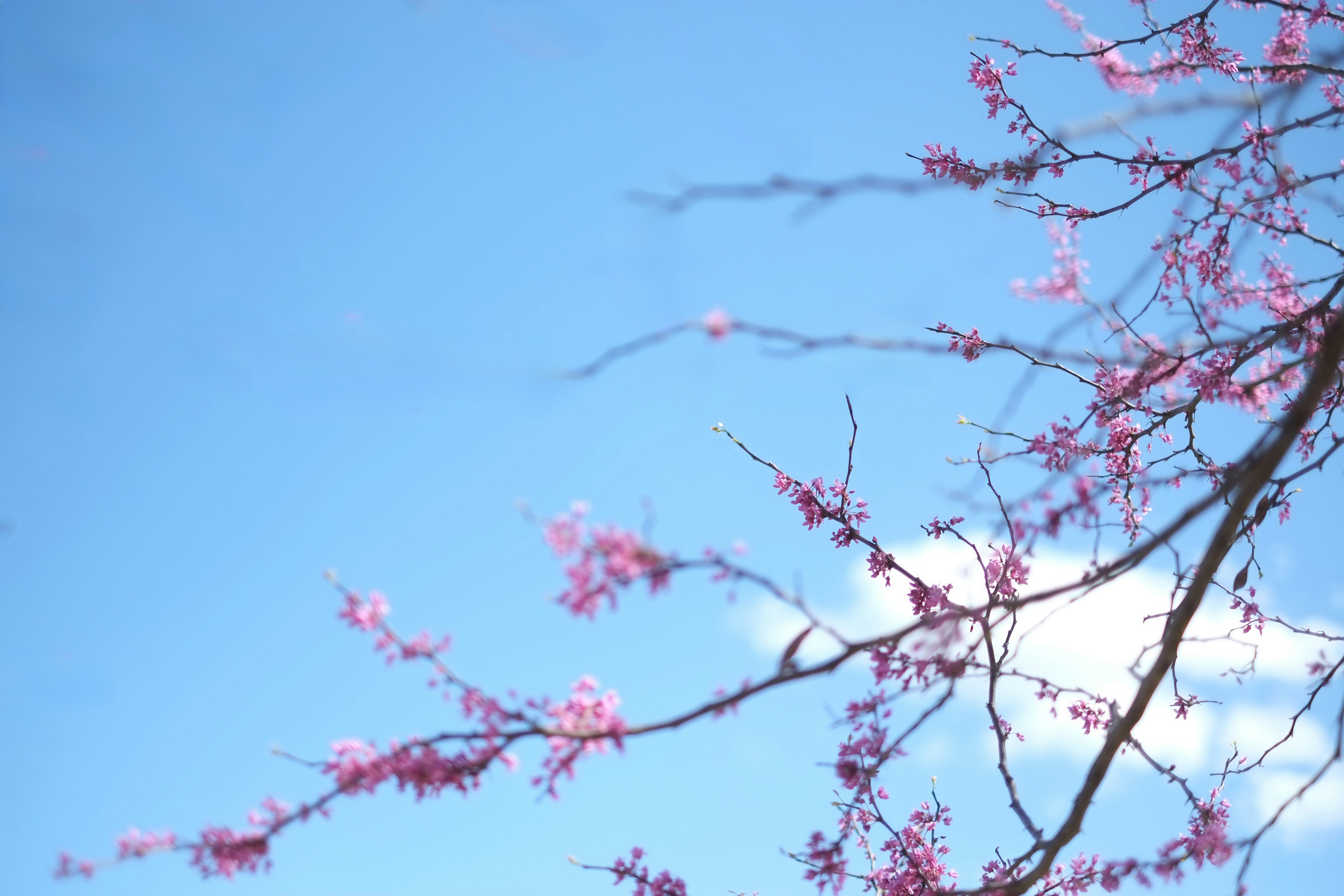 Pink blossoms bloom against a bright blue sky.