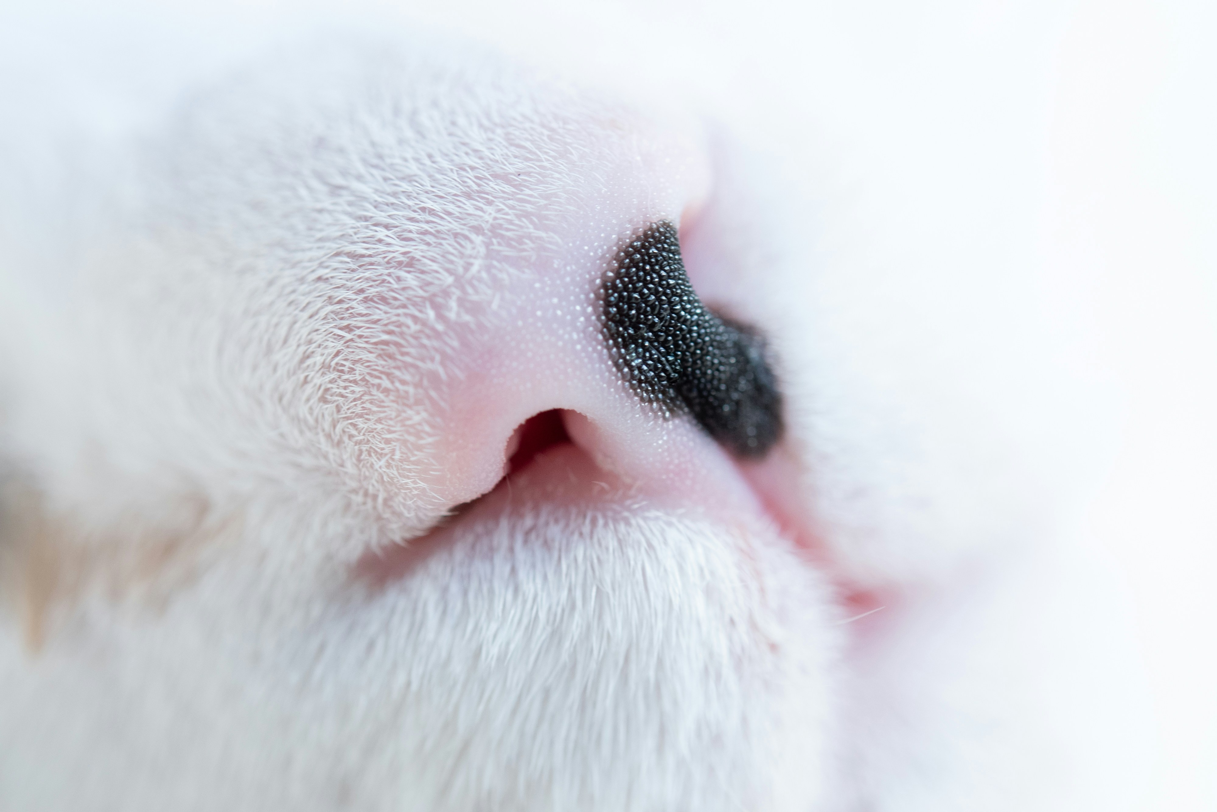 Alternatives on the Horizon: When Technology Catches Up (image credits: unsplash)