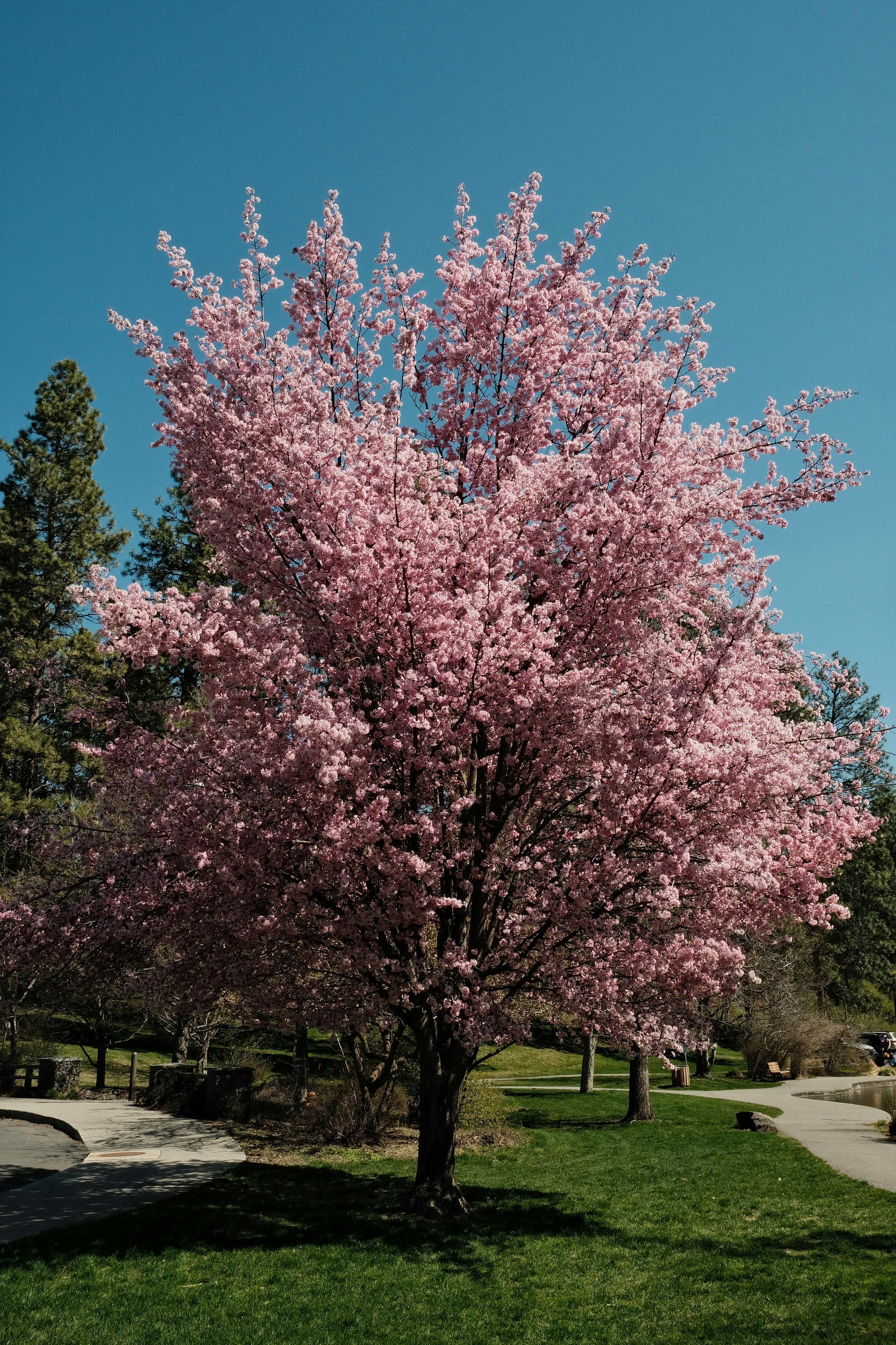 A tree with vibrant pink blossoms blooms beautifully.
