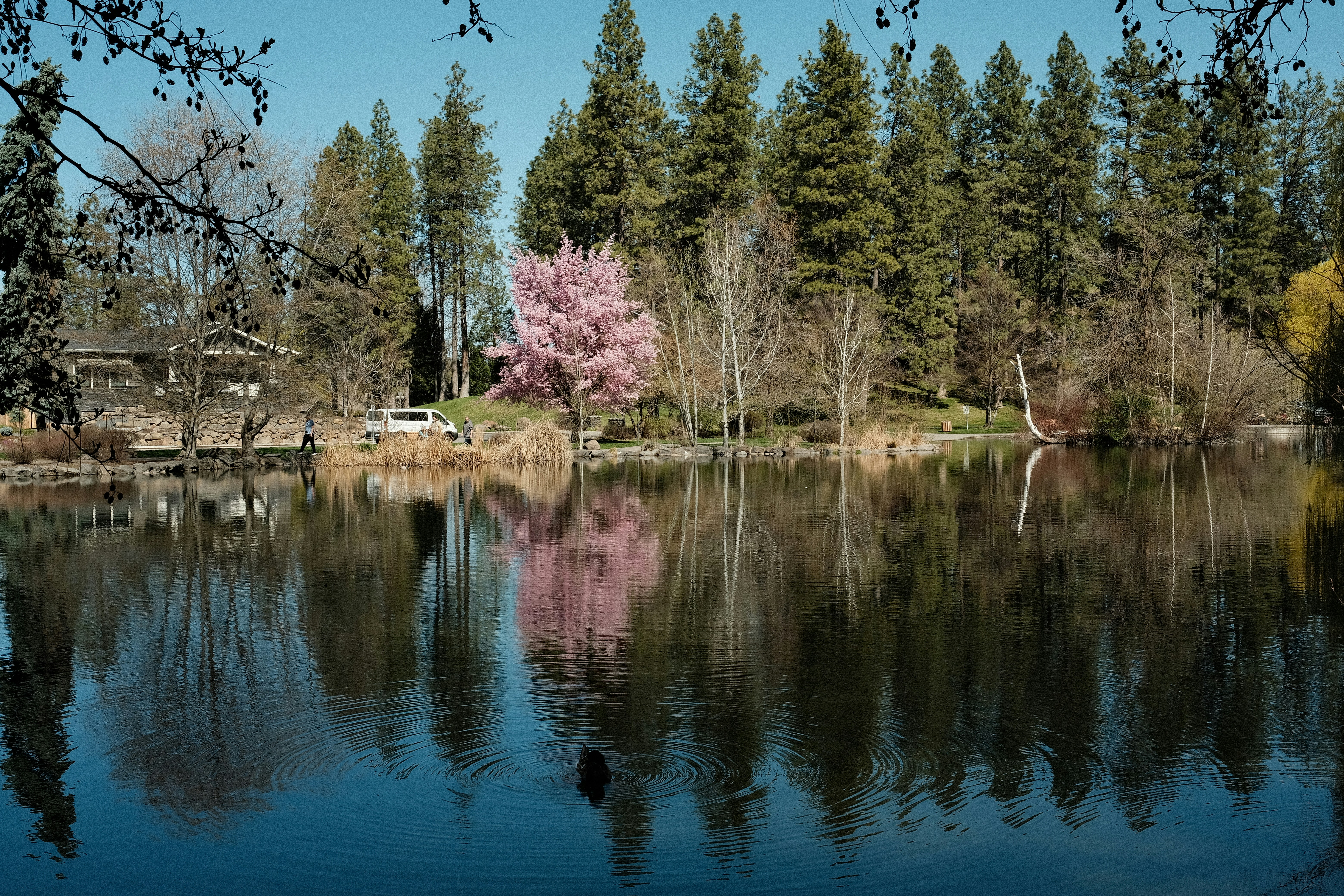 Reflections of trees and sky shimmer on a calm lake.