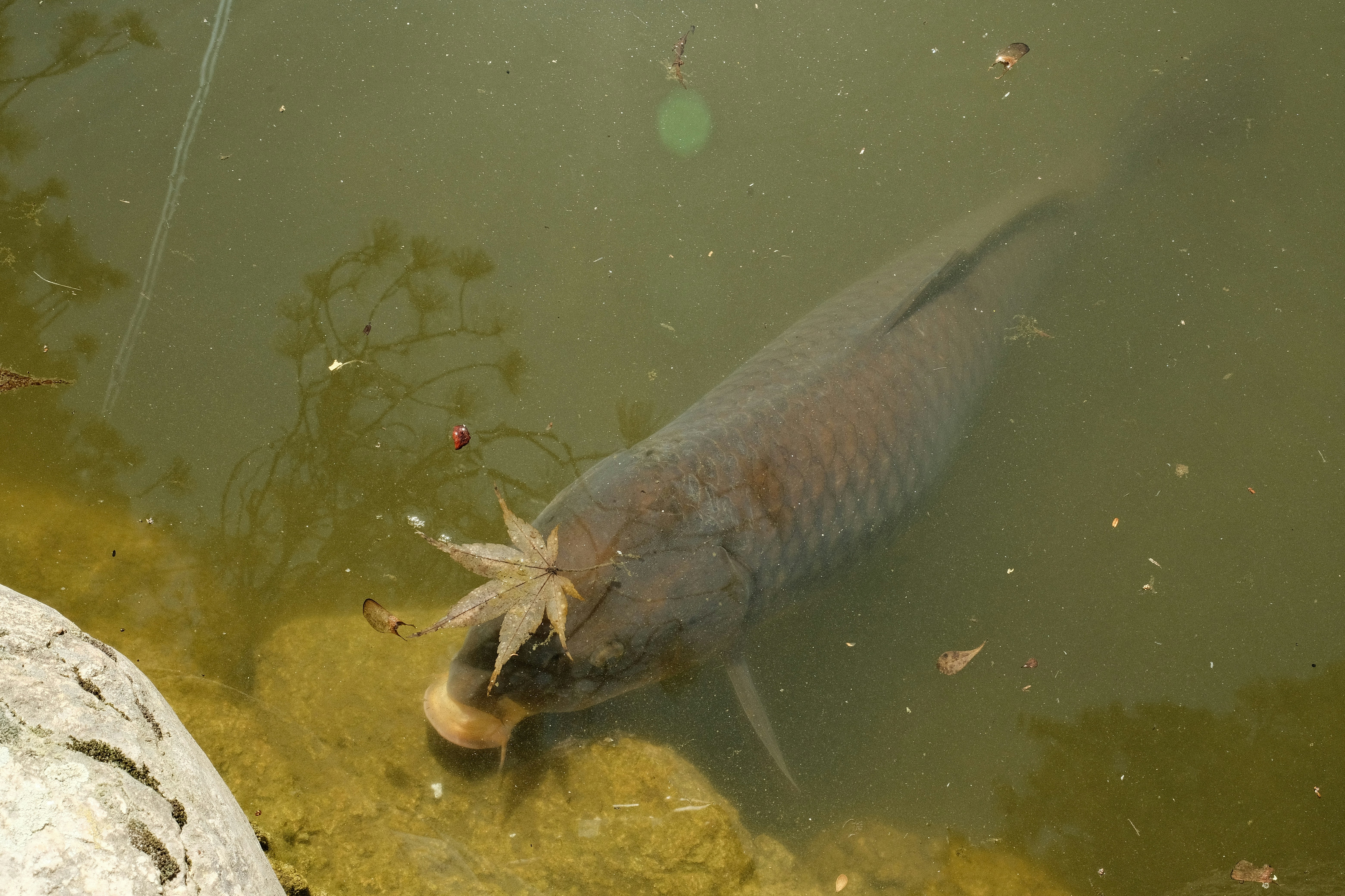 Seekor ikan besar berenang dengan daun di mulutnya.