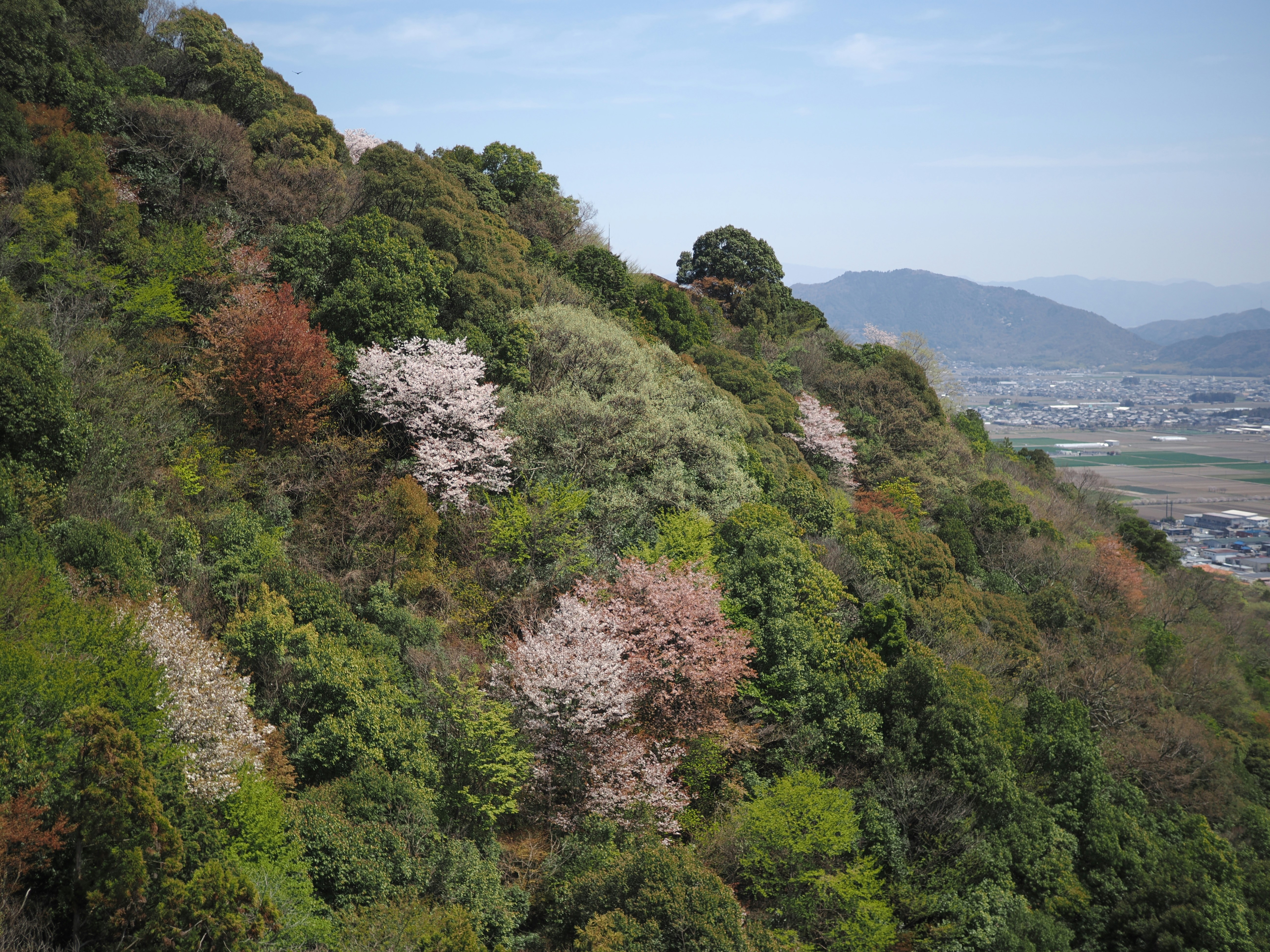 Flowering trees adorn a lush, green mountainside.