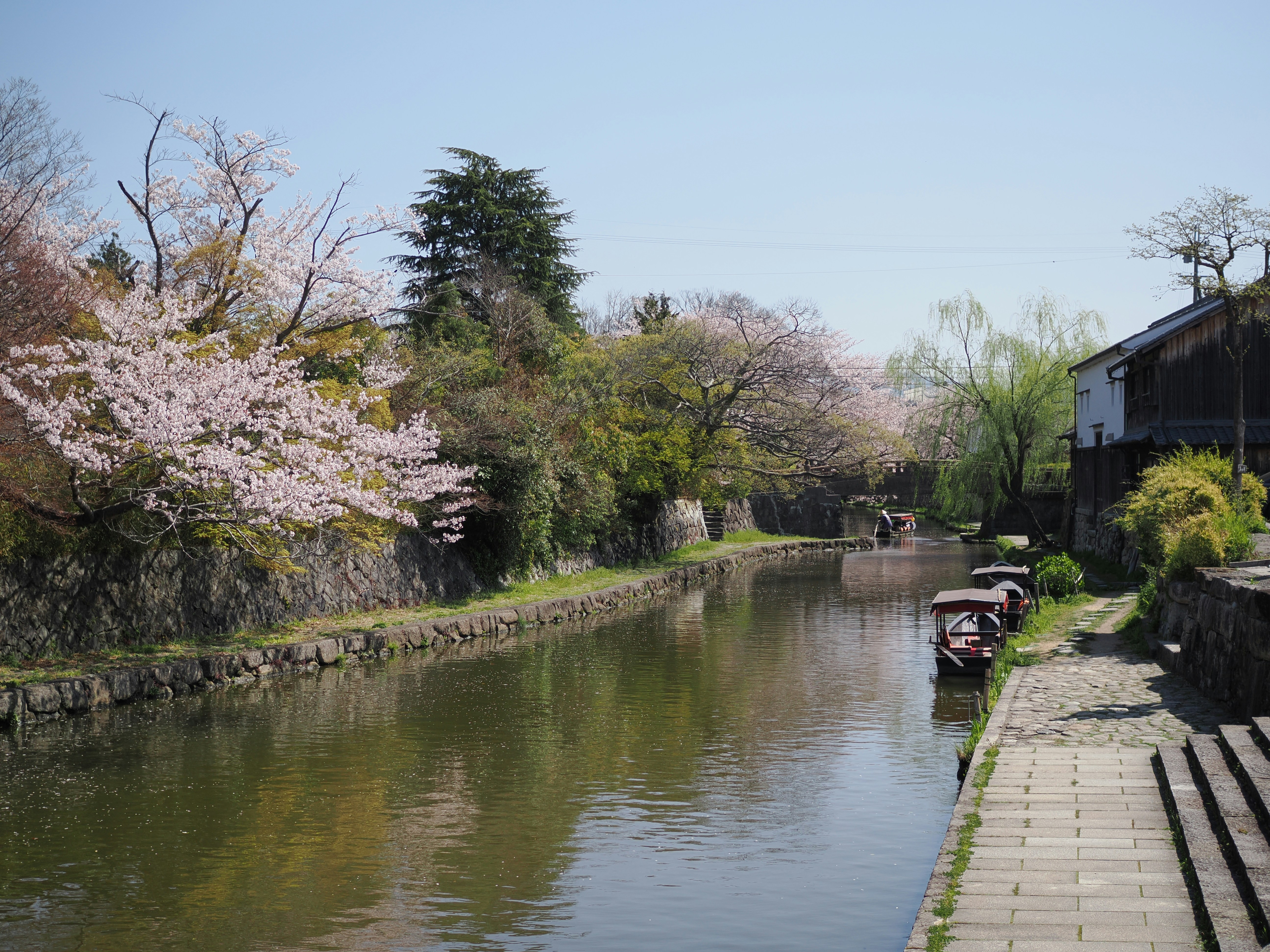 A scenic canal with cherry blossoms blooming.