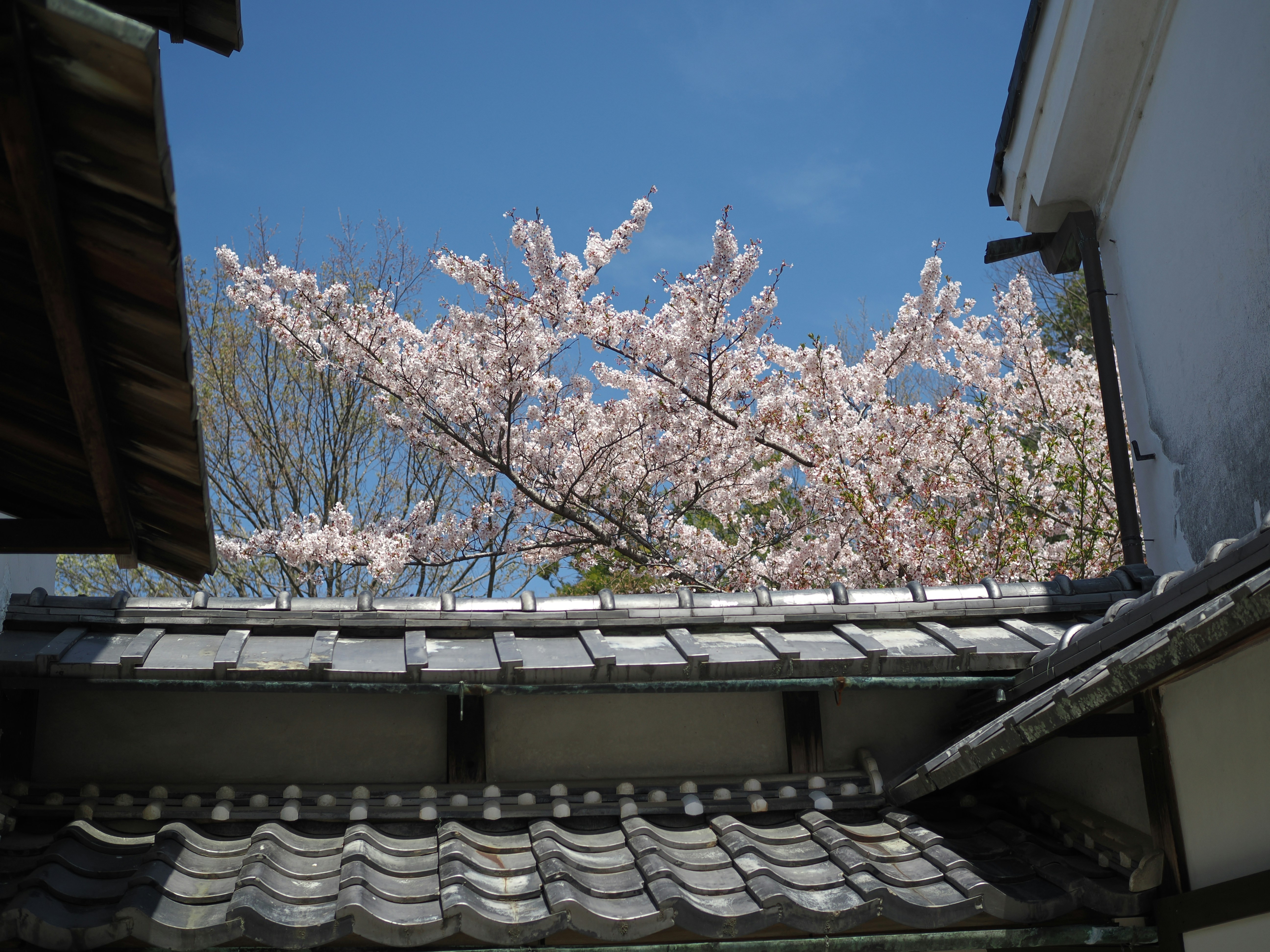 Cherry blossoms bloom above rooftops and walls.
