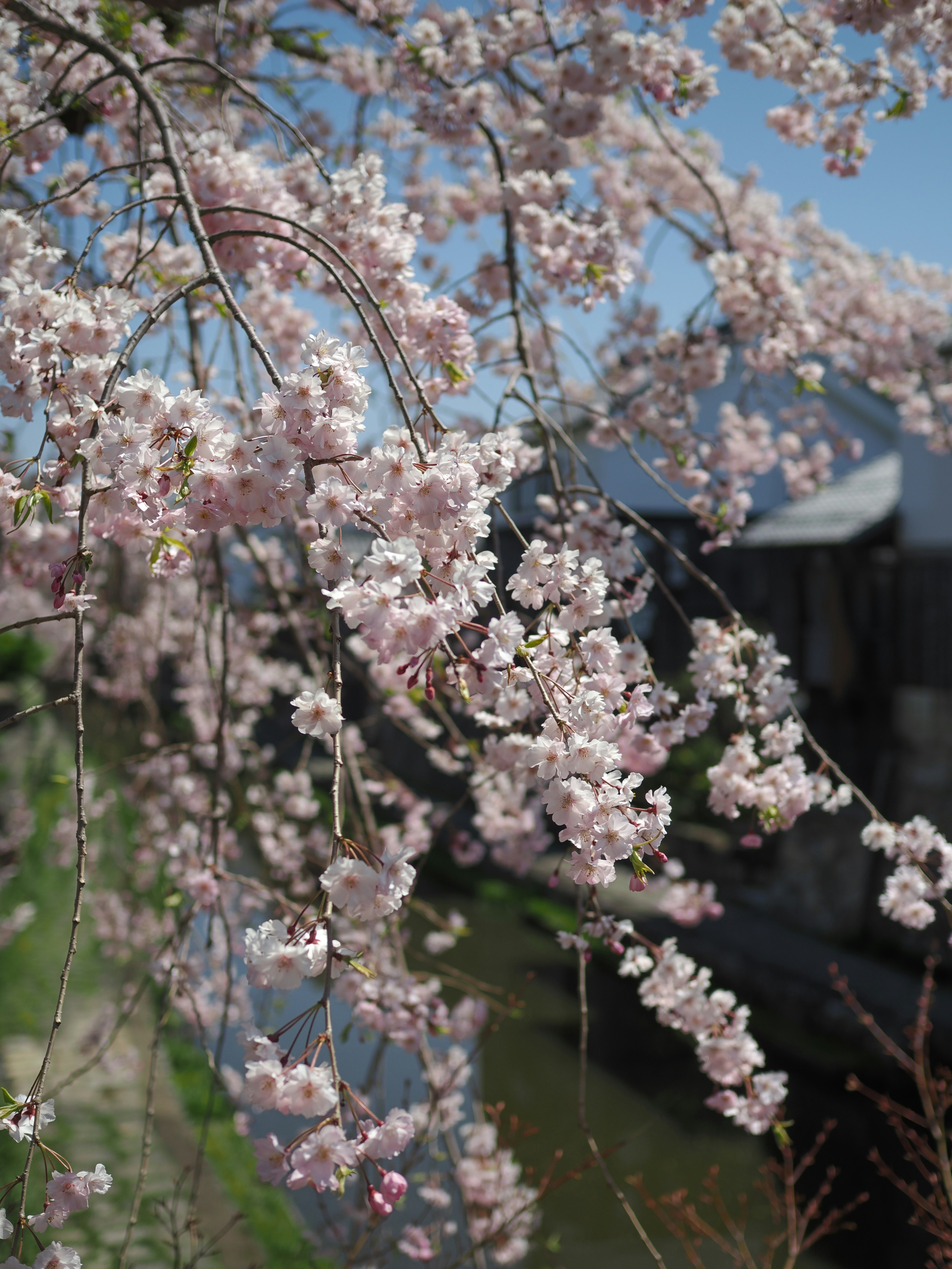 Cherry blossoms cascade gracefully toward the water.