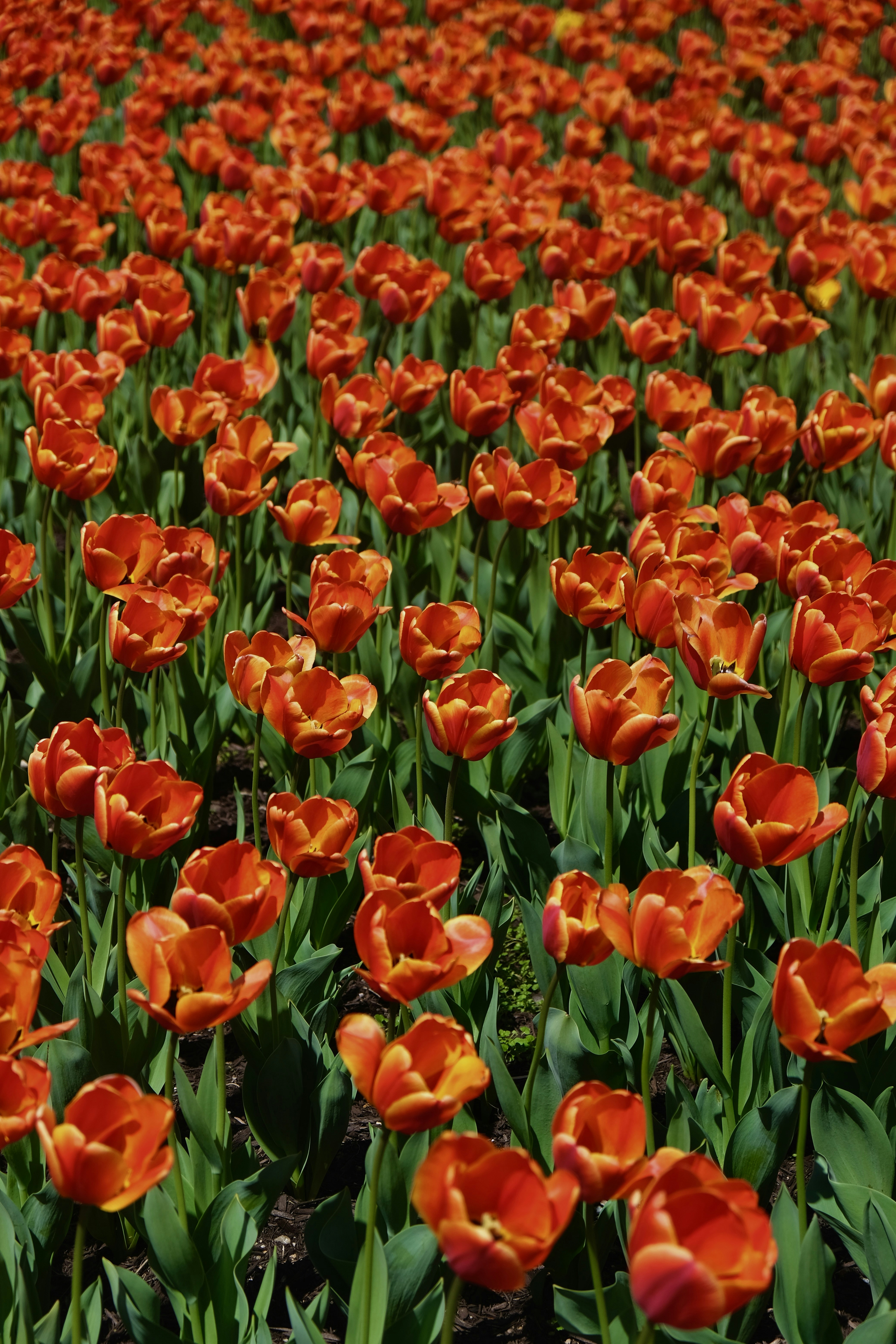 Photo by sebastianoliveira