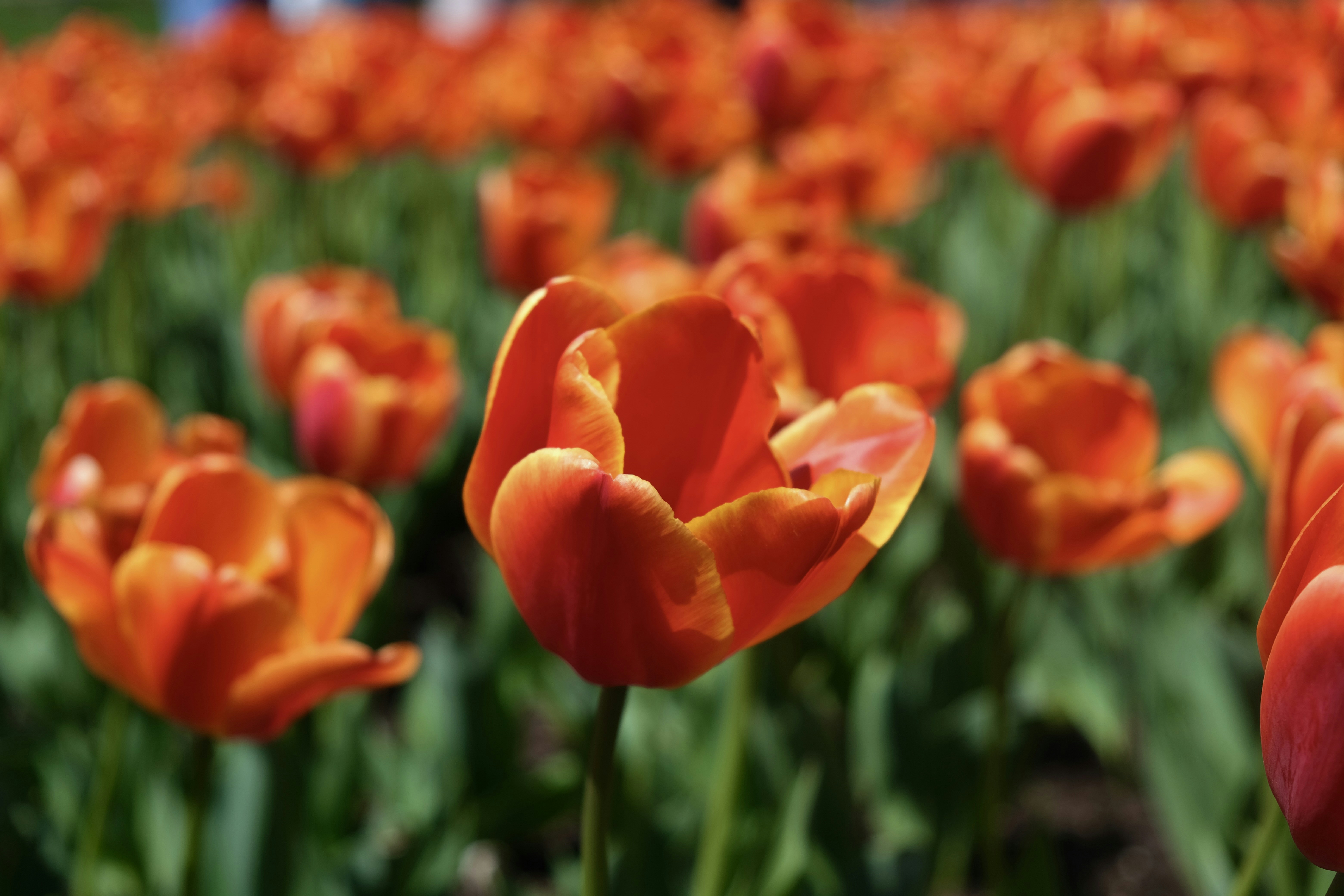 Photo by sebastianoliveira