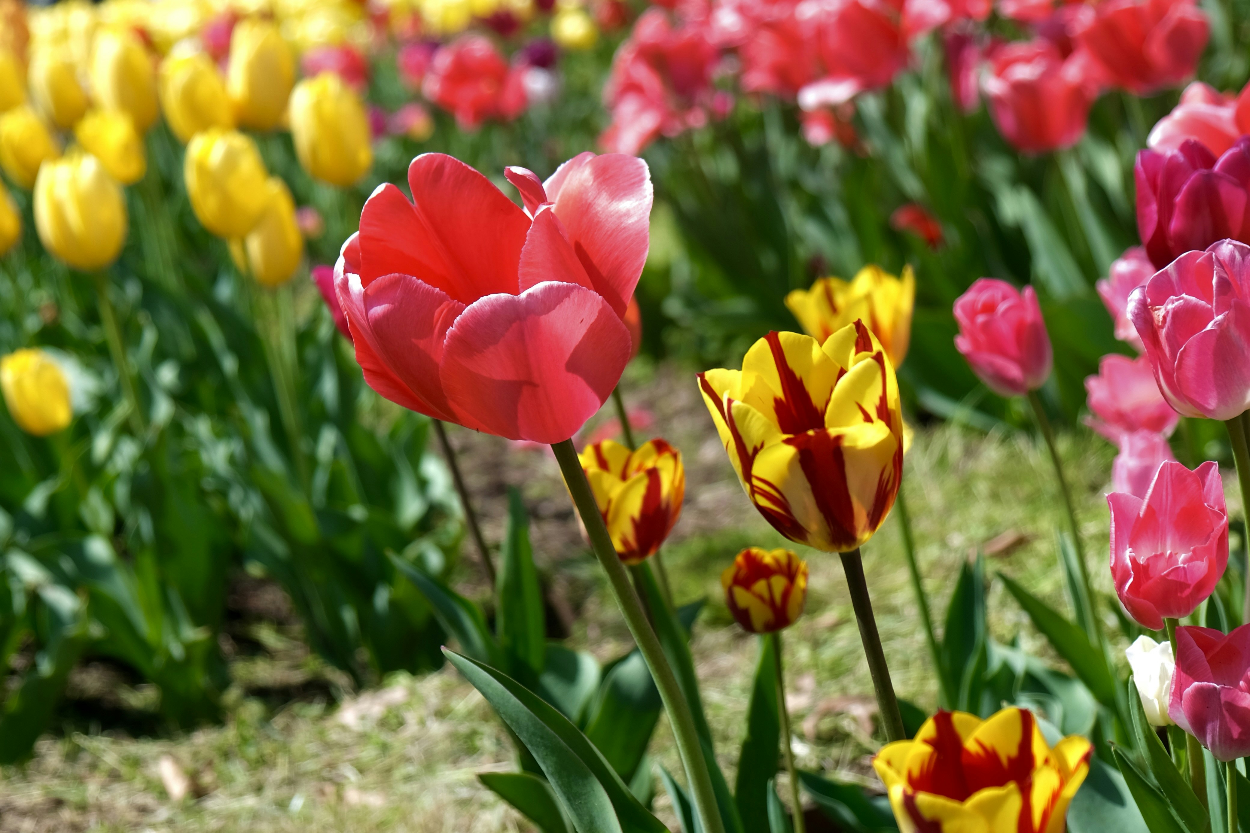 Photo by sebastianoliveira